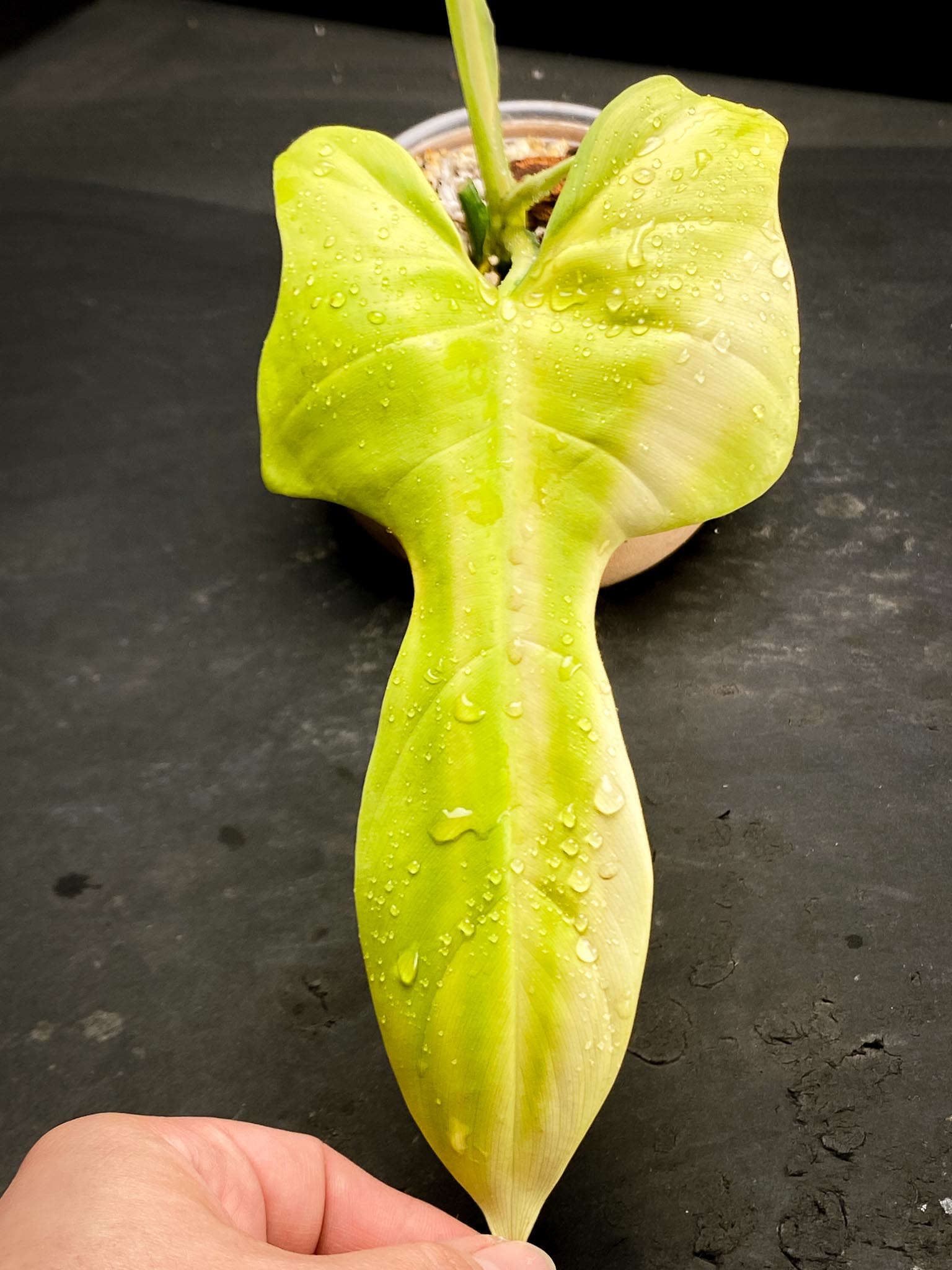 Philodendron Bipennifolium Variegated 1 Leaf 2 Nodes 1 Sprout top cutting Rooted