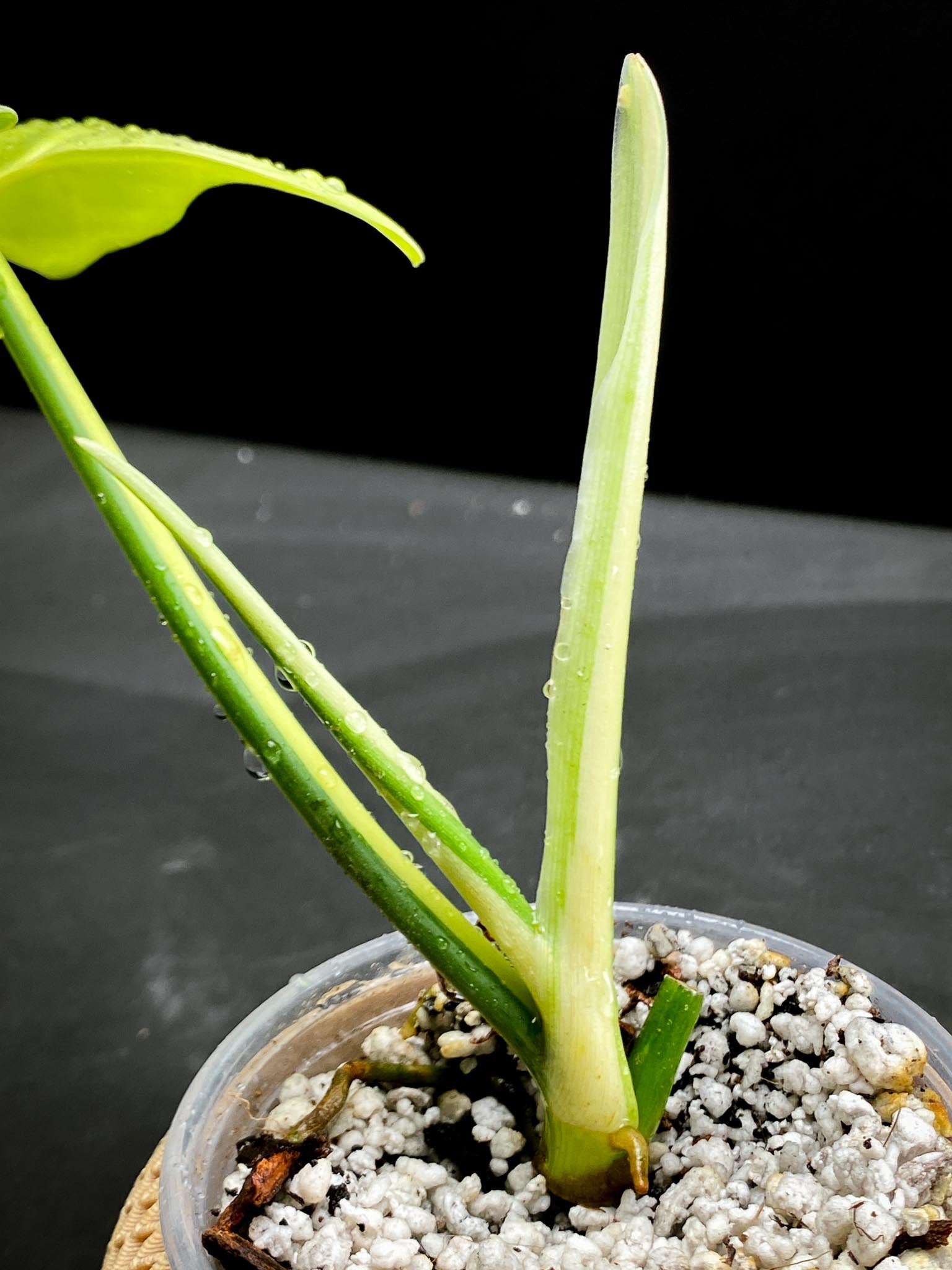 Philodendron Bipennifolium Variegated 1 Leaf 2 Nodes 1 Sprout top cutting Rooted