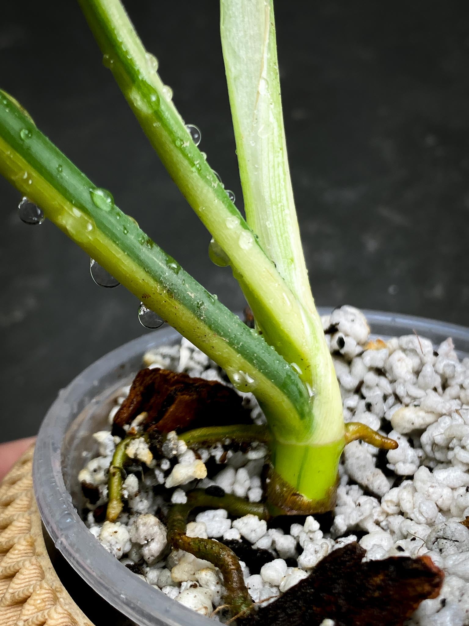 Philodendron Bipennifolium Variegated 1 Leaf 2 Nodes 1 Sprout top cutting Rooted