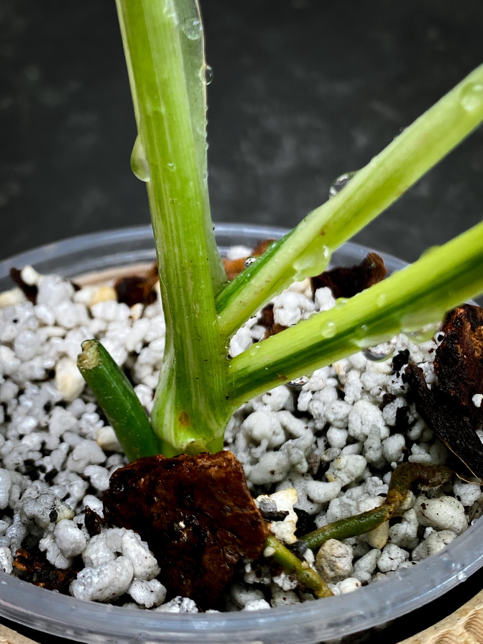 Philodendron Bipennifolium Variegated 1 Leaf 2 Nodes 1 Sprout top cutting Rooted