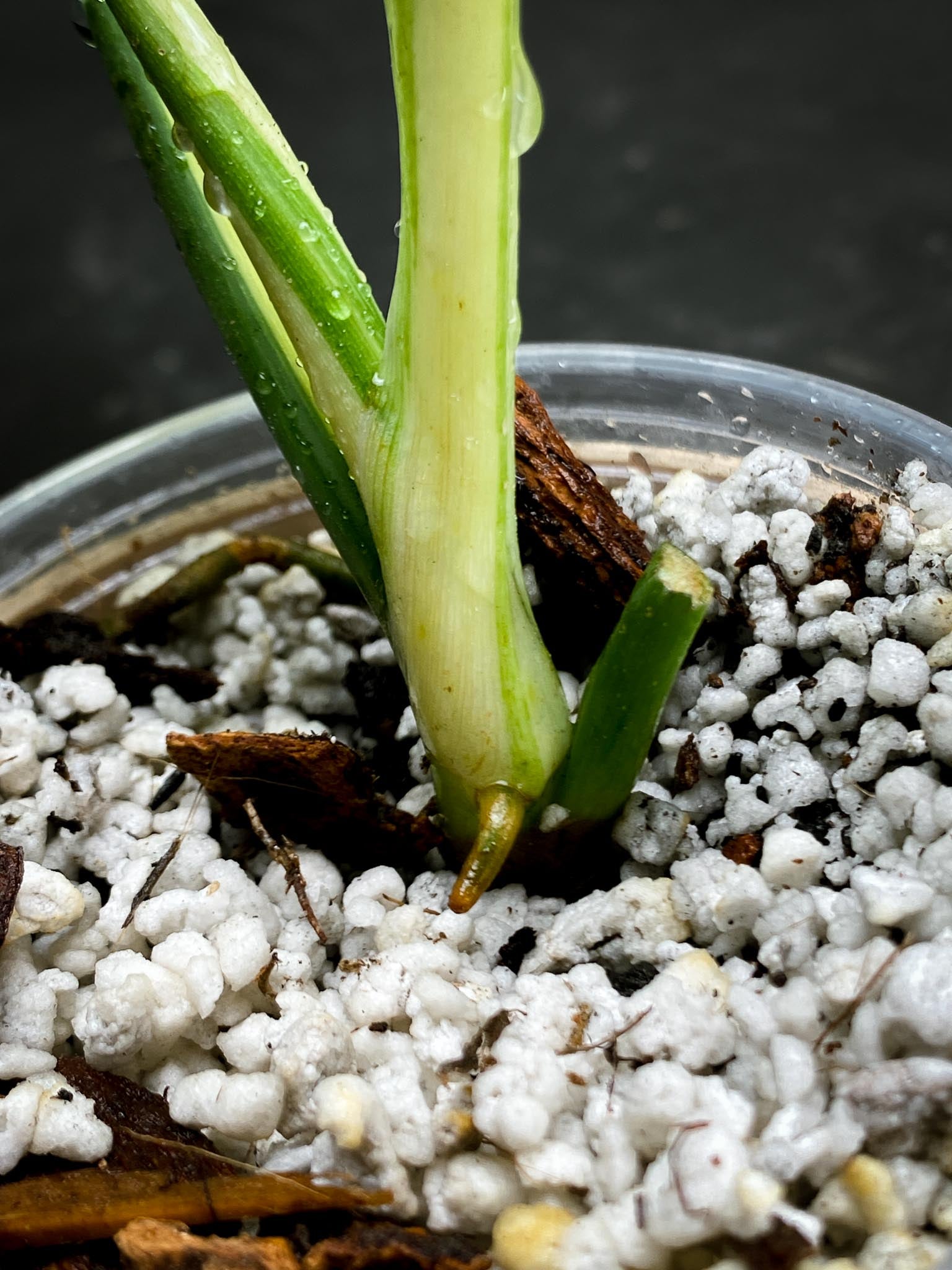 Philodendron Bipennifolium Variegated 1 Leaf 2 Nodes 1 Sprout top cutting Rooted