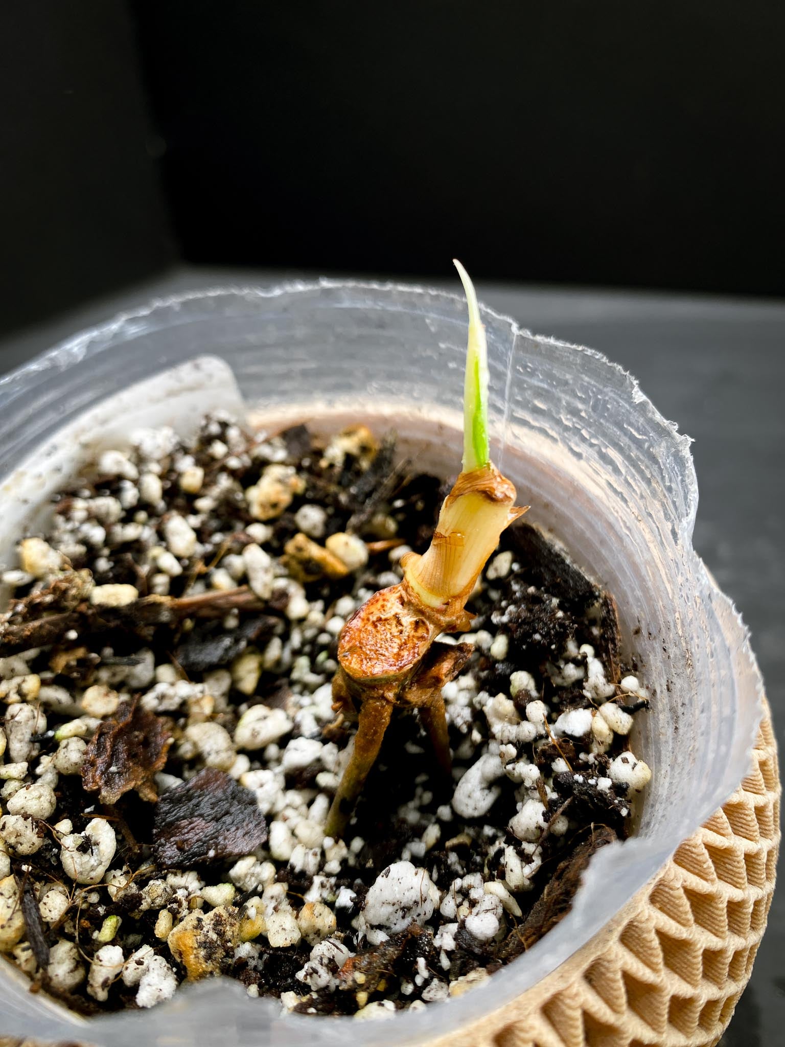 Philodendron Golden Dragon Variegated Multiple Nodes 1 Sprout Rooted