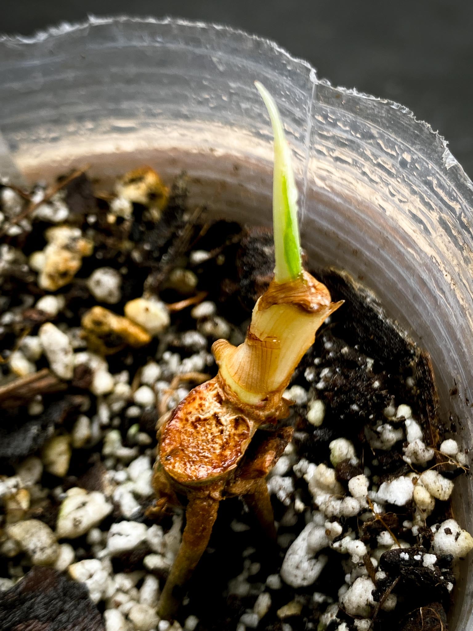Philodendron Golden Dragon Variegated Multiple Nodes 1 Sprout Rooted