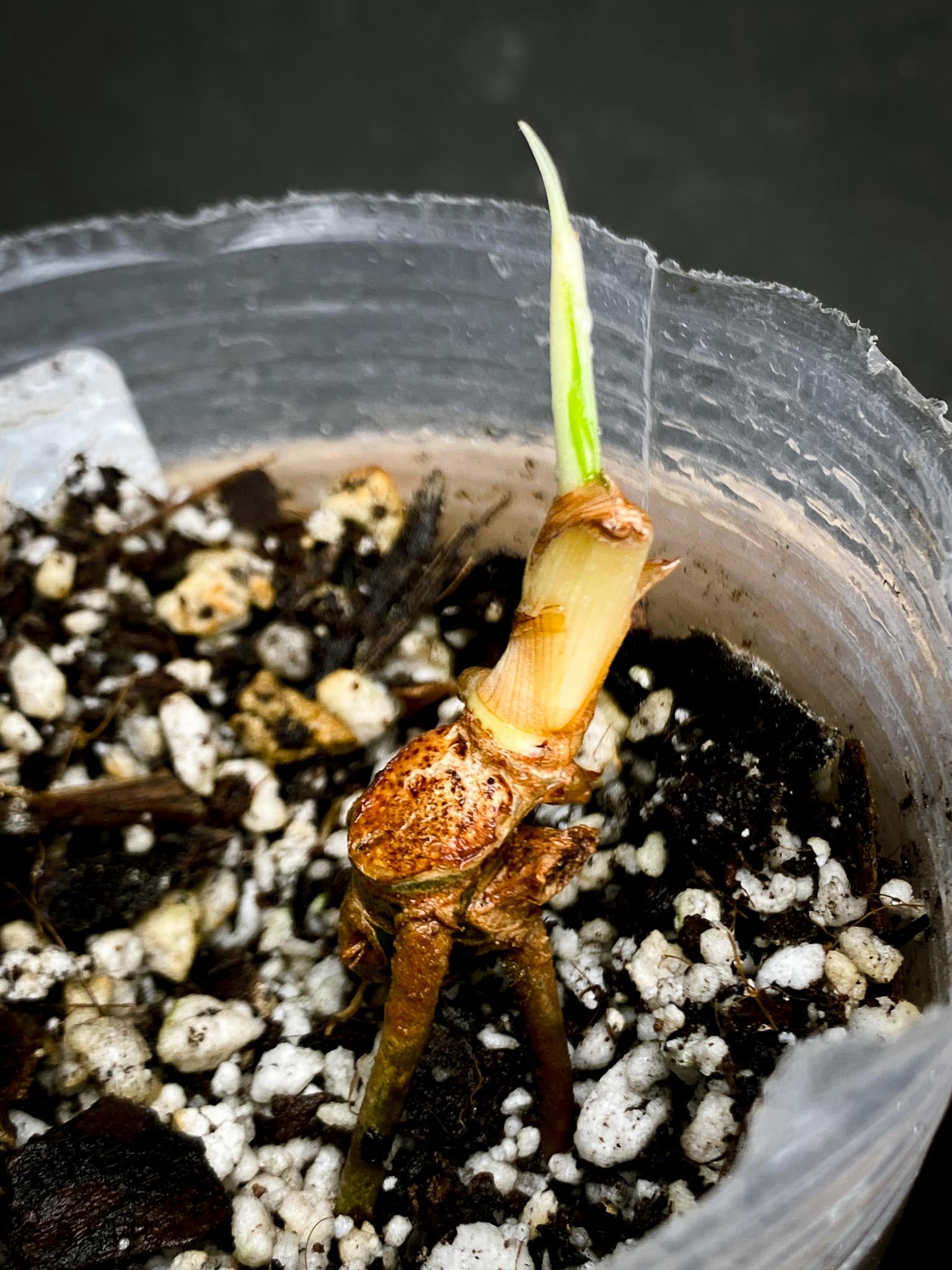 Philodendron Golden Dragon Variegated Multiple Nodes 1 Sprout Rooted