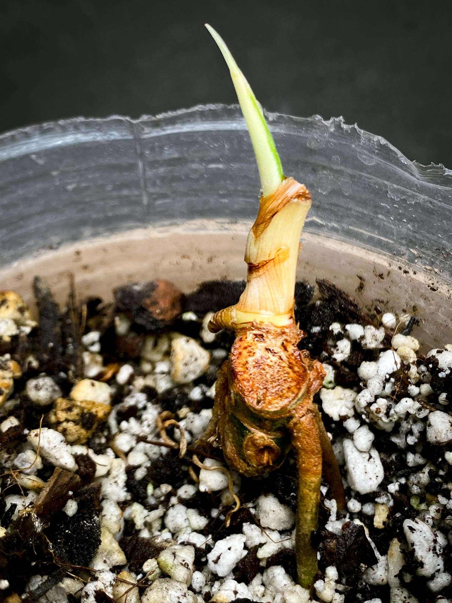 Philodendron Golden Dragon Variegated Multiple Nodes 1 Sprout Rooted