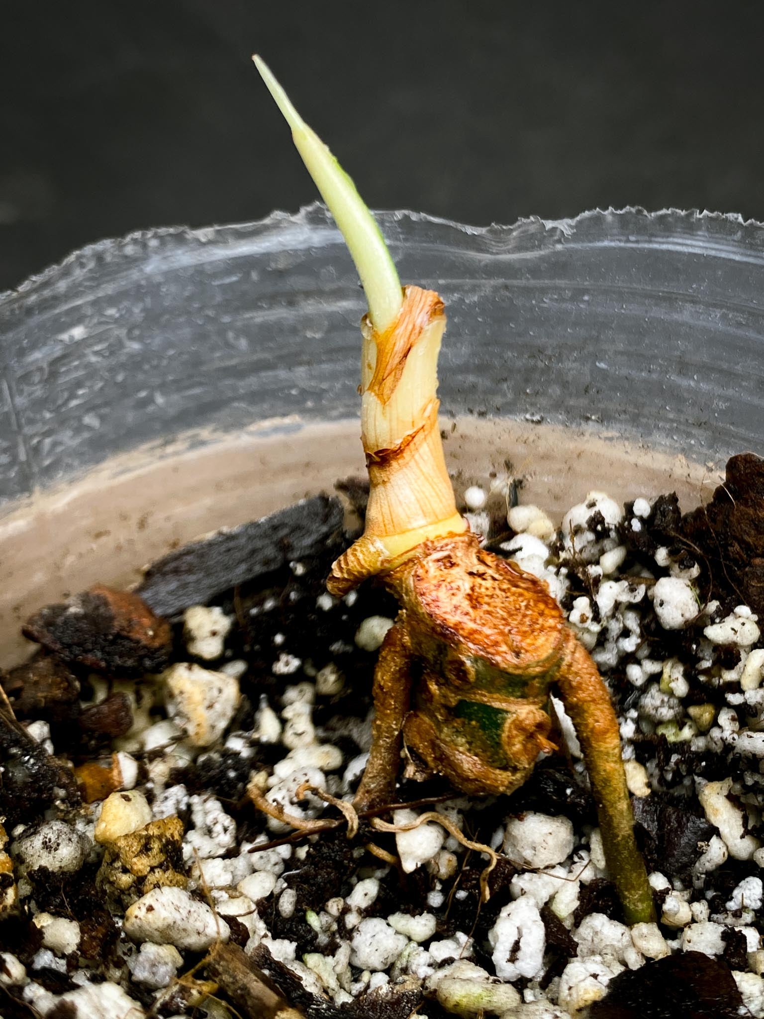 Philodendron Golden Dragon Variegated Multiple Nodes 1 Sprout Rooted