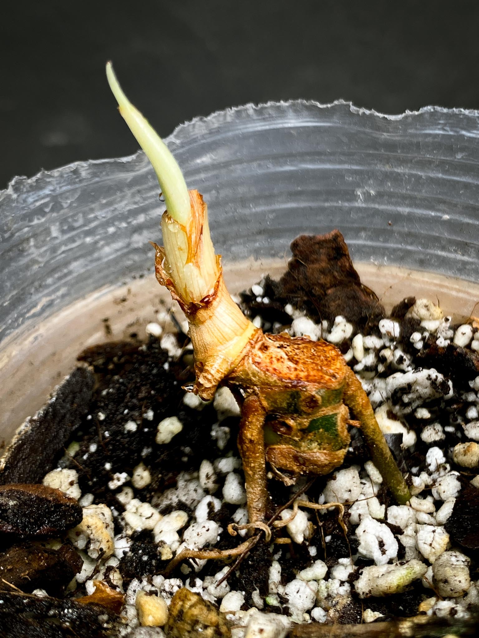 Philodendron Golden Dragon Variegated Multiple Nodes 1 Sprout Rooted