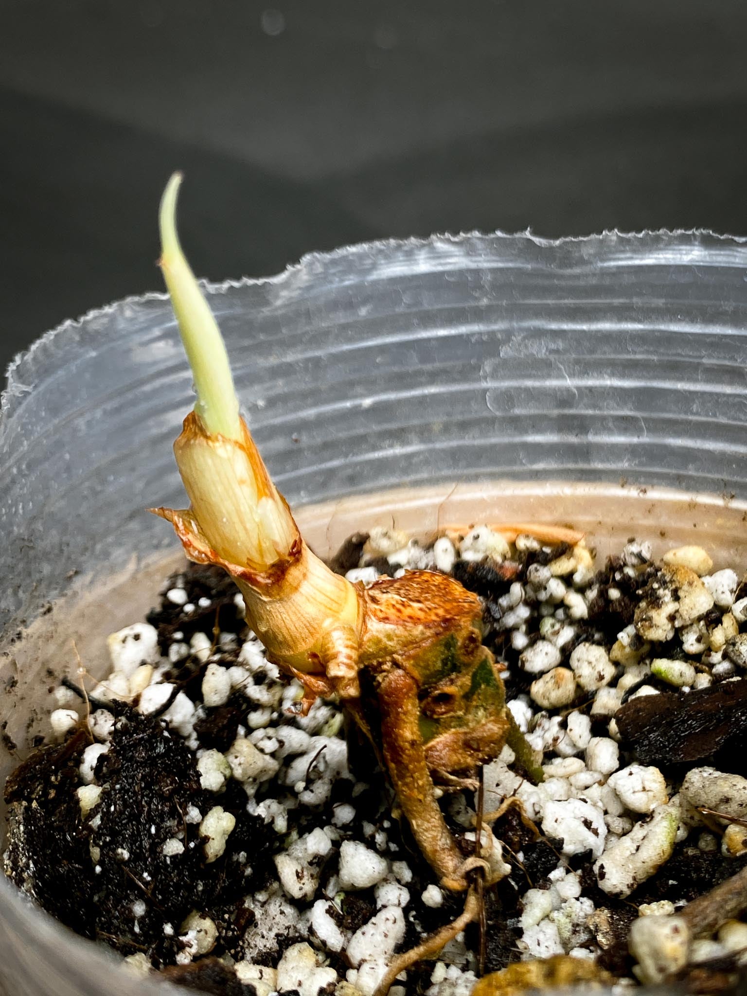 Philodendron Golden Dragon Variegated Multiple Nodes 1 Sprout Rooted