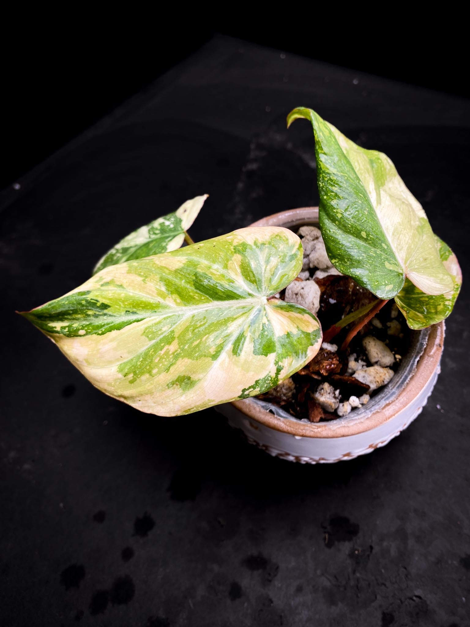 Philodendron Gloriosum Variegated Tricolor 4 Leaves 4 Nodes Rooted-