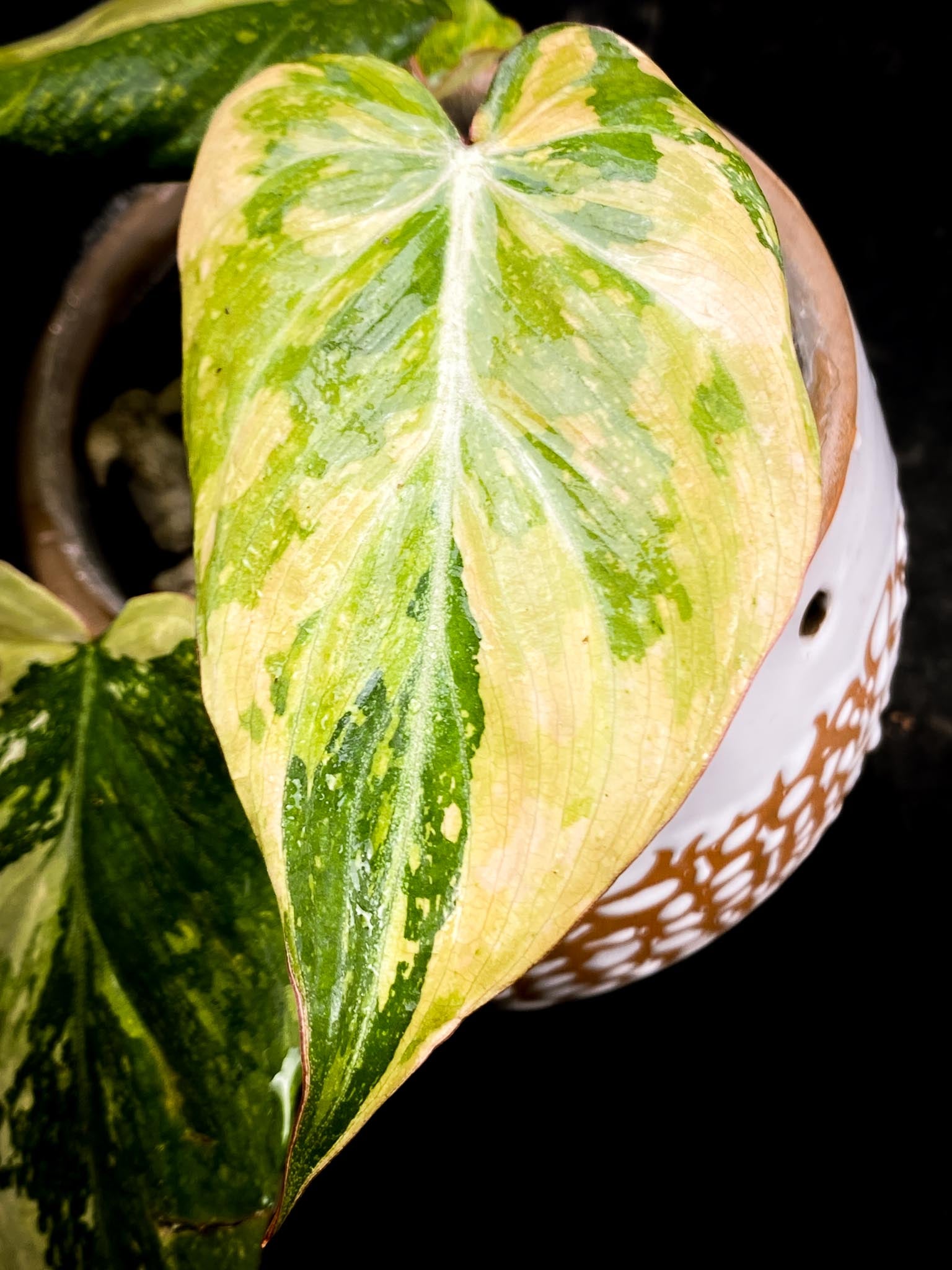 Philodendron Gloriosum Variegated Tricolor 4 Leaves 4 Nodes Rooted-