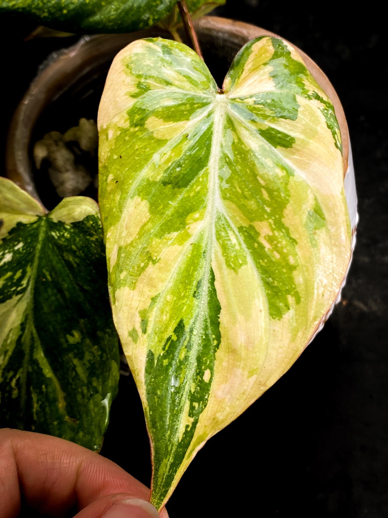 Philodendron Gloriosum Variegated Tricolor 4 Leaves 4 Nodes Rooted-