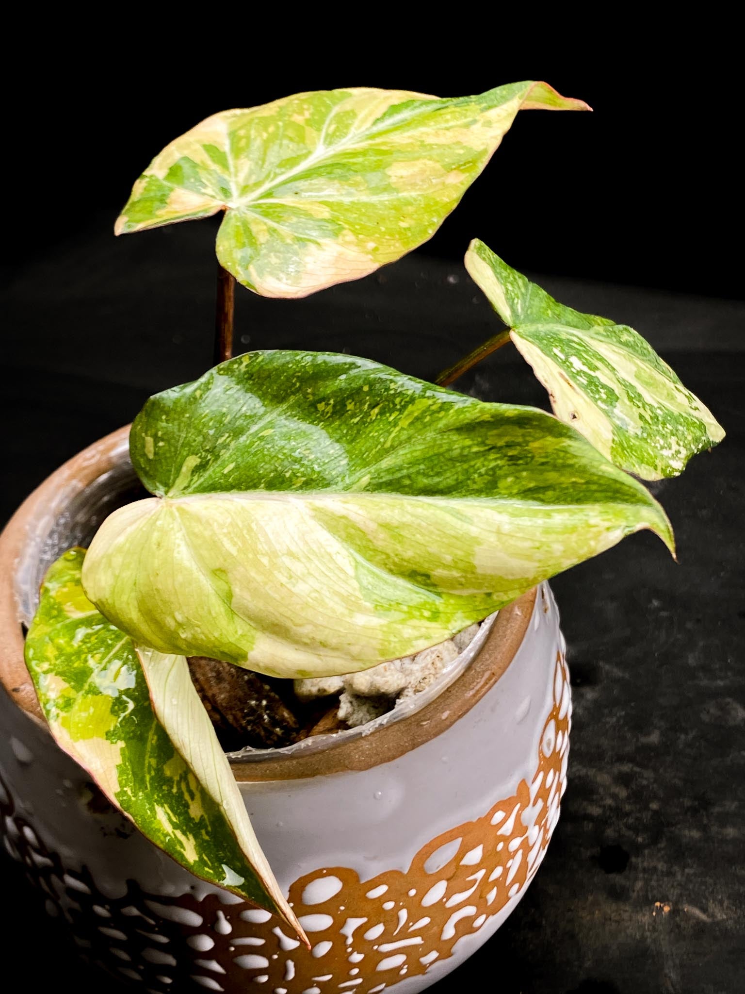 Philodendron Gloriosum Variegated Tricolor 4 Leaves 4 Nodes Rooted-