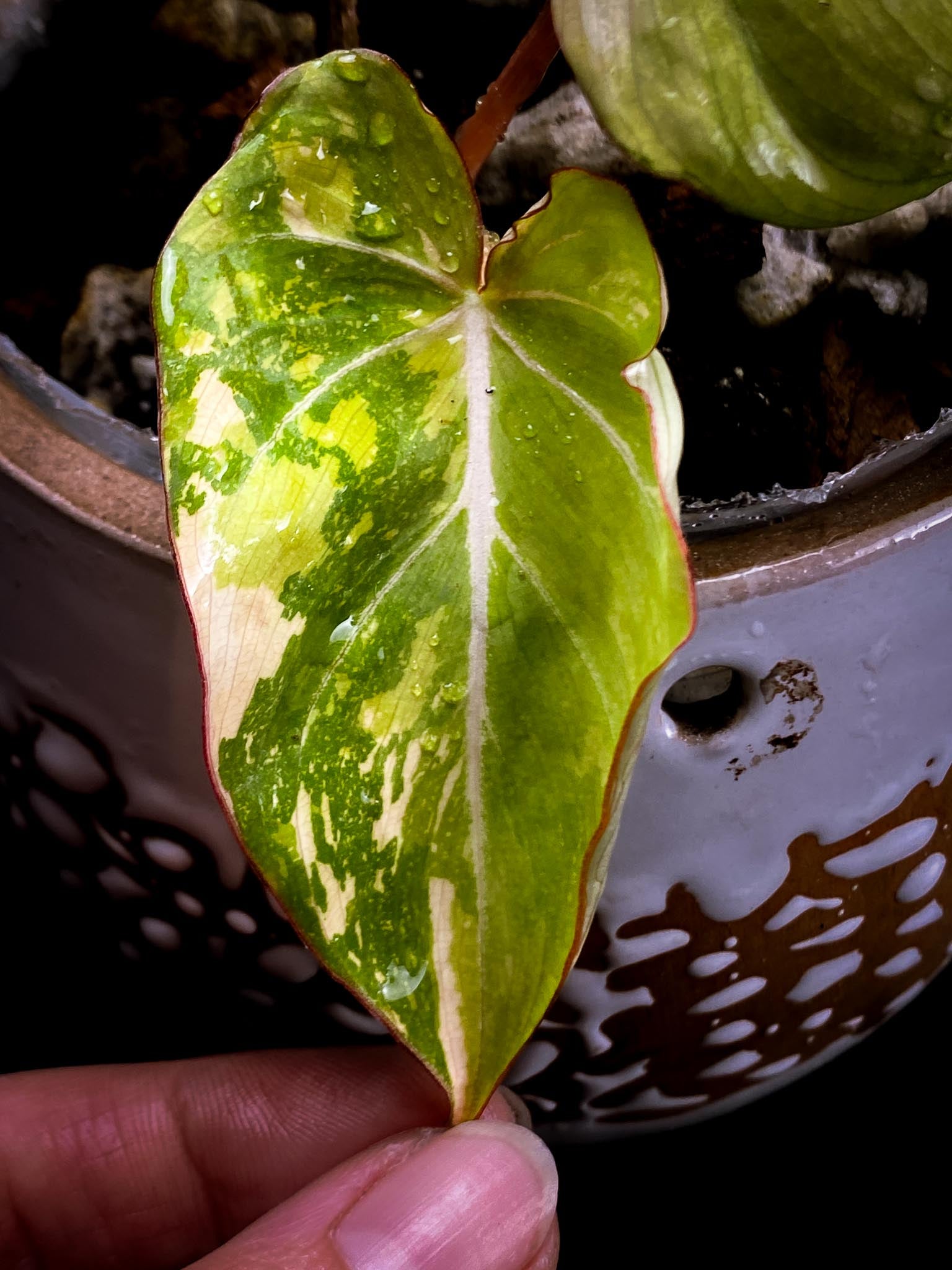 Philodendron Gloriosum Variegated Tricolor 4 Leaves 4 Nodes Rooted-
