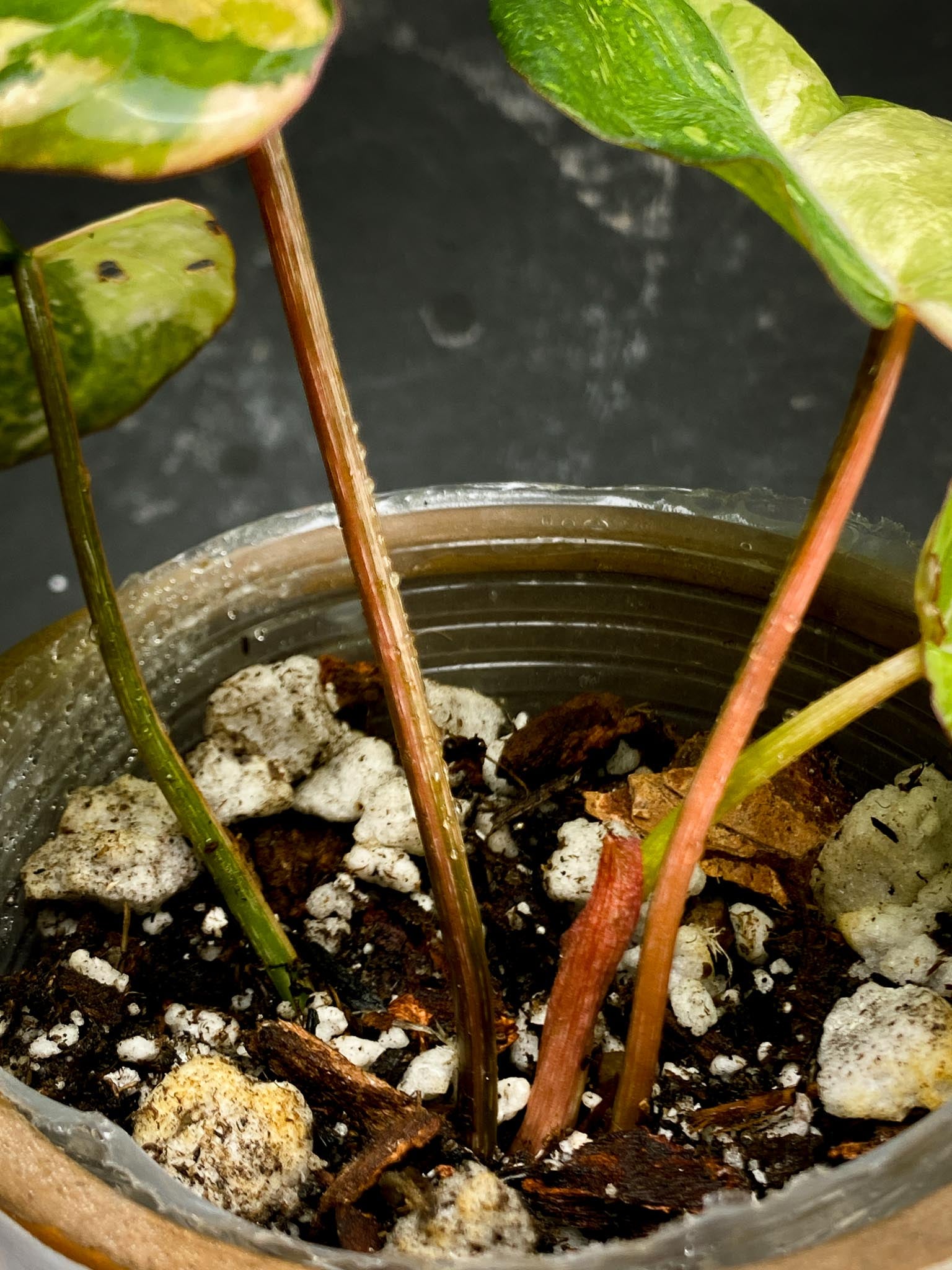 Philodendron Gloriosum Variegated Tricolor 4 Leaves 4 Nodes Rooted-