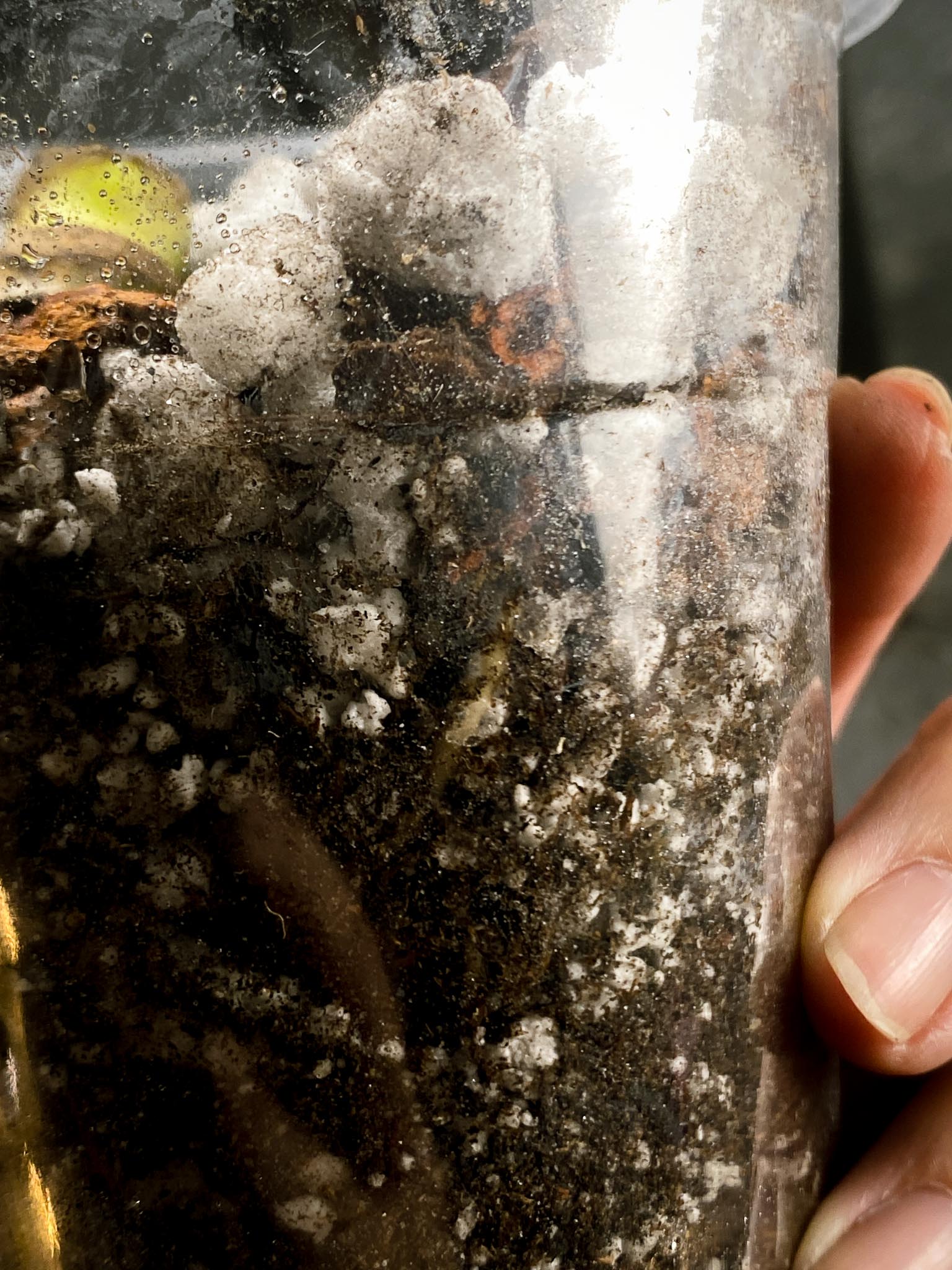 Monstera Thai Constellation 1 Node Rooted