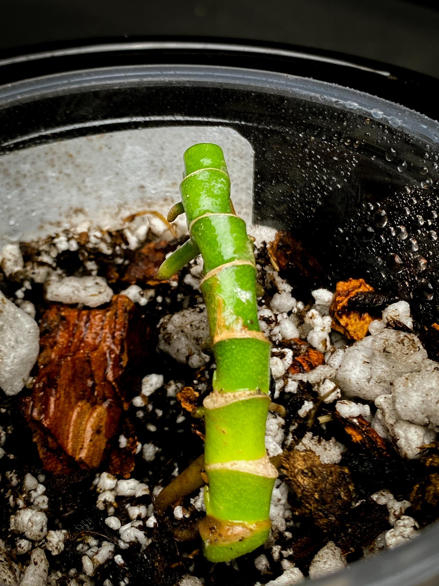 Monstera Adansonii Albo Tricolor Multiple Nodes Rooted