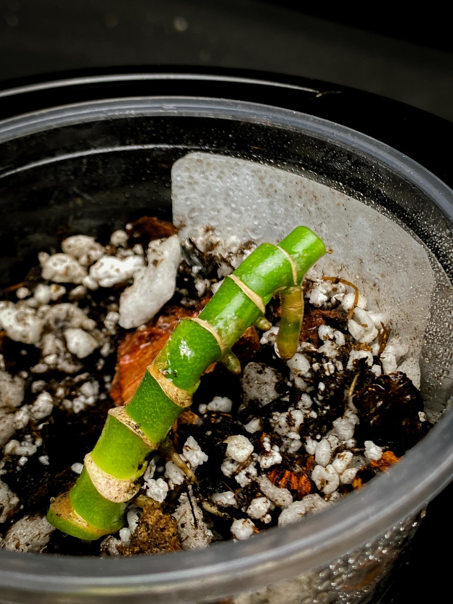 Monstera Adansonii Albo Tricolor Multiple Nodes Rooted