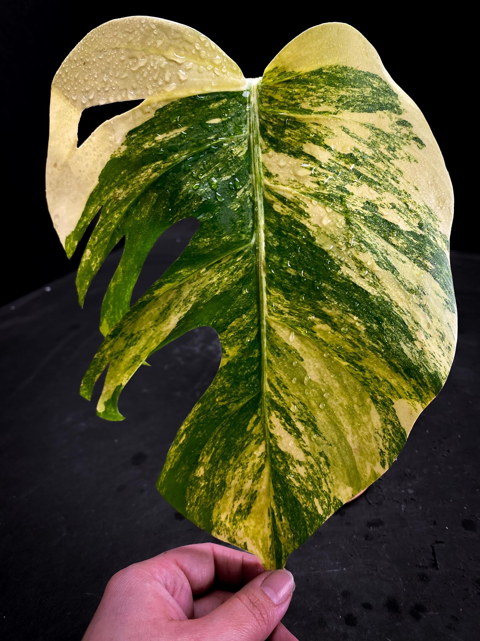 Monstera Aurea Tricolor 1 Leaf 1 Node Rooted