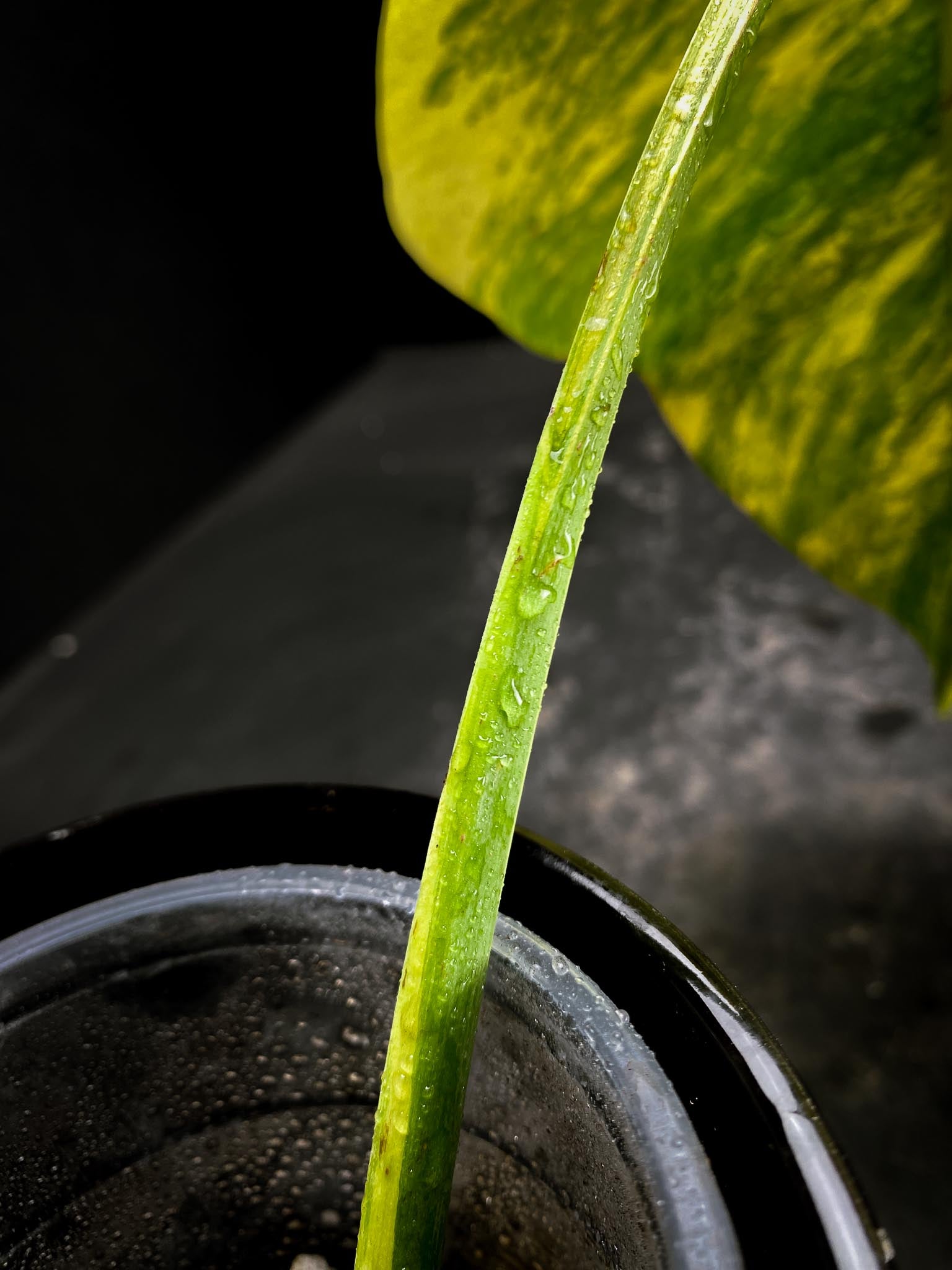 Monstera Aurea Tricolor 1 Leaf 1 Node Rooted