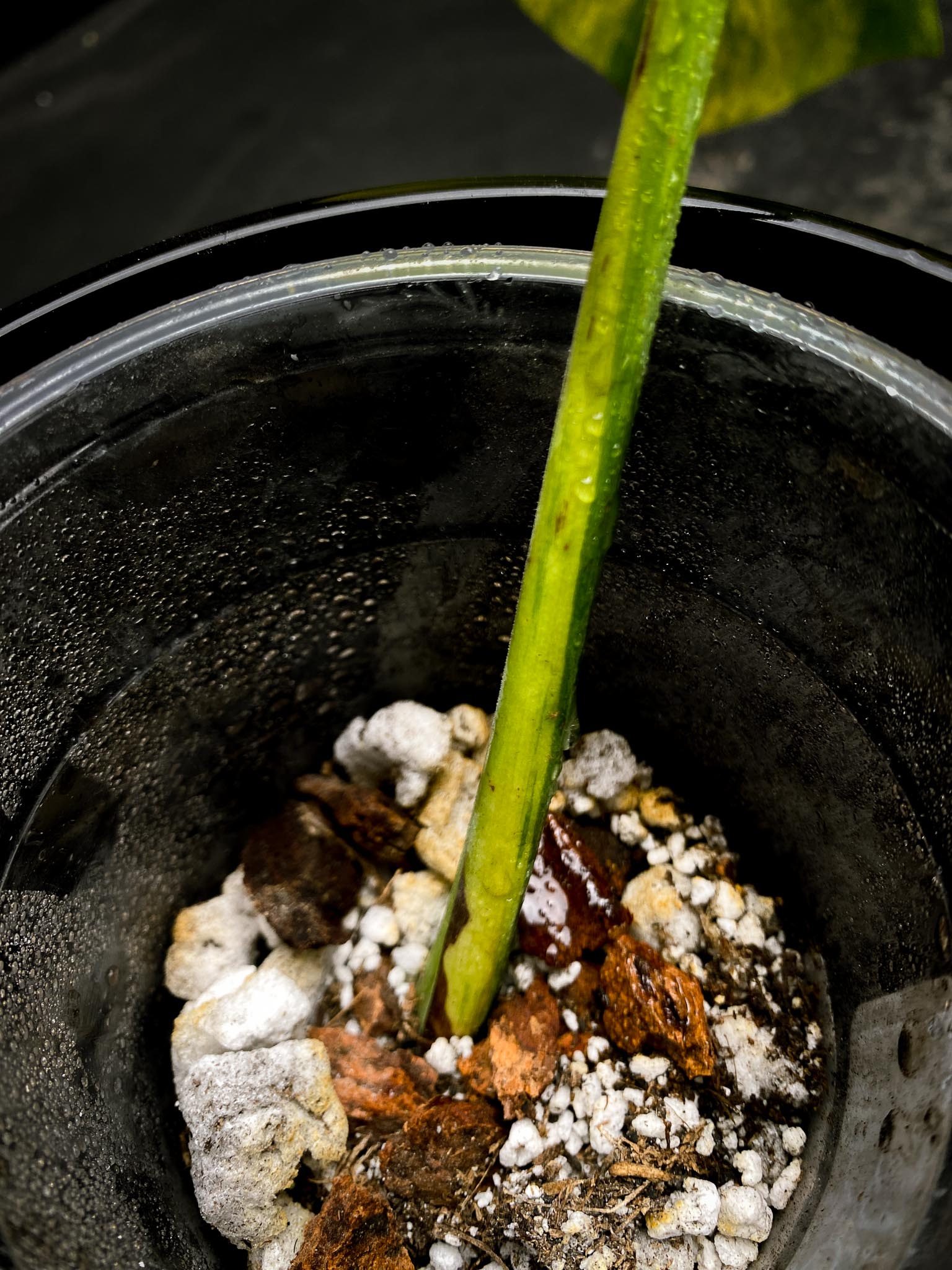 Monstera Aurea Tricolor 1 Leaf 1 Node Rooted