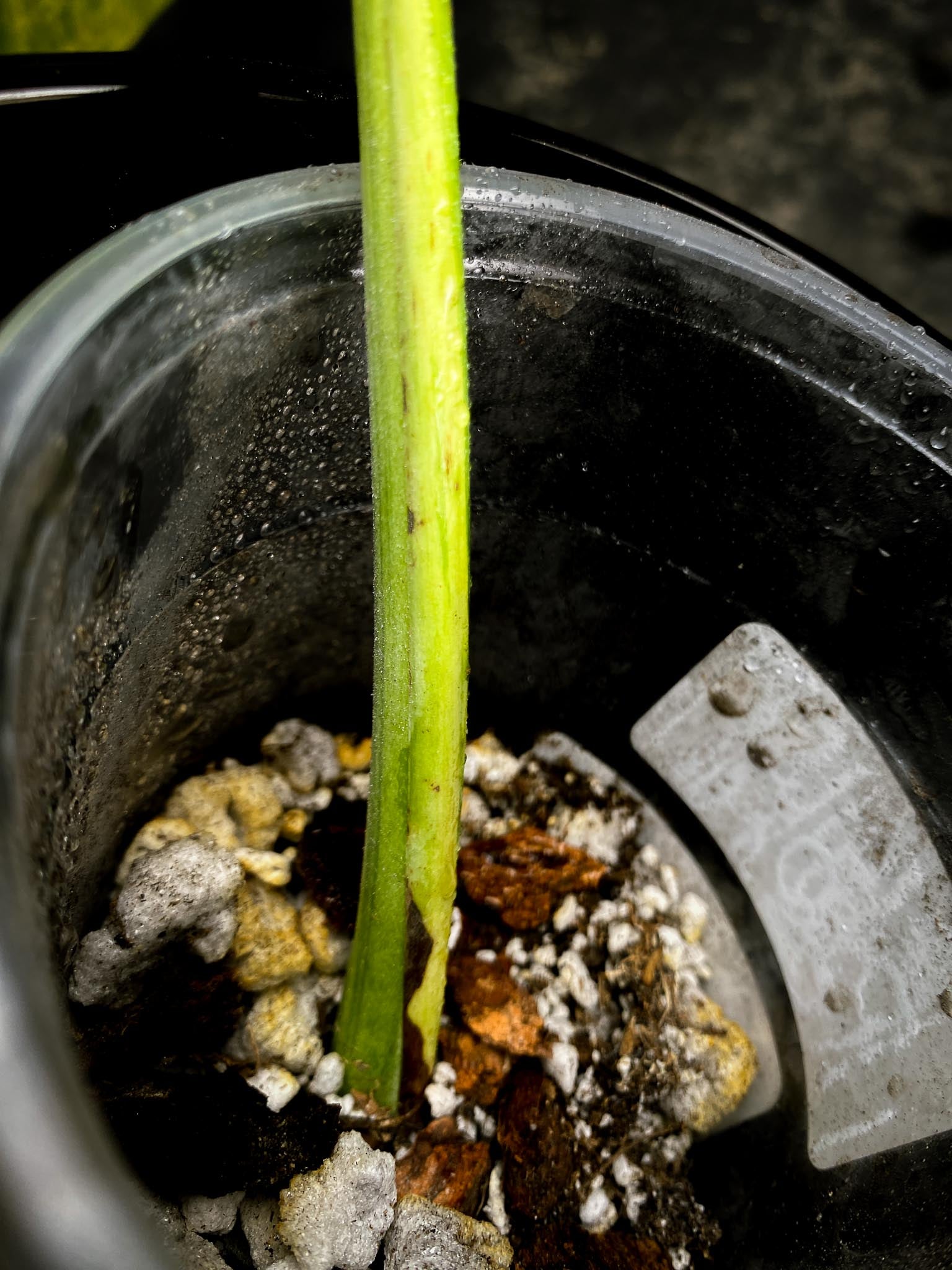 Monstera Aurea Tricolor 1 Leaf 1 Node Rooted