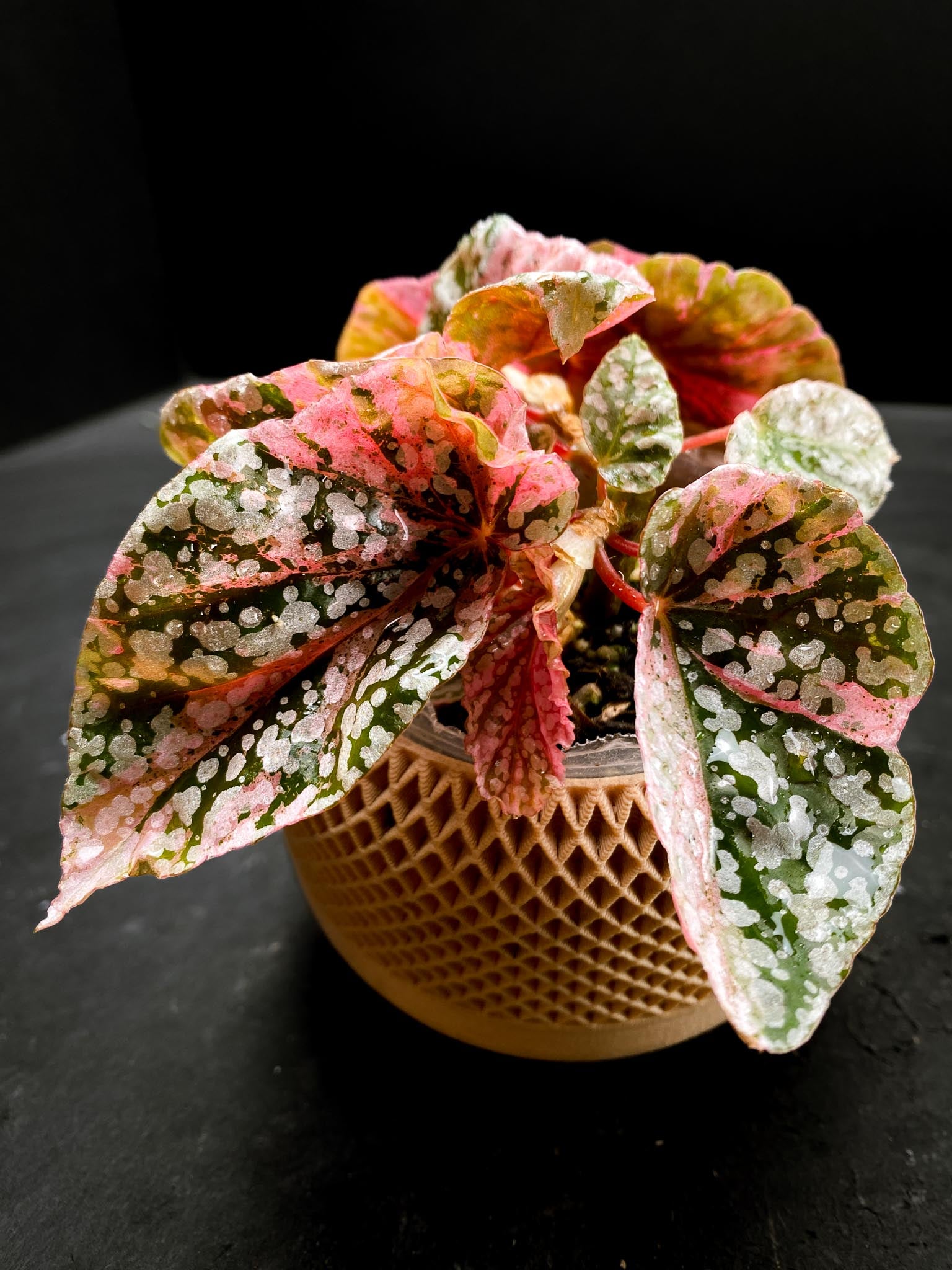Begonia Snowcap Variegated Multiple Leaves Multiple shoots Rooted Mother Plant (Showcase)