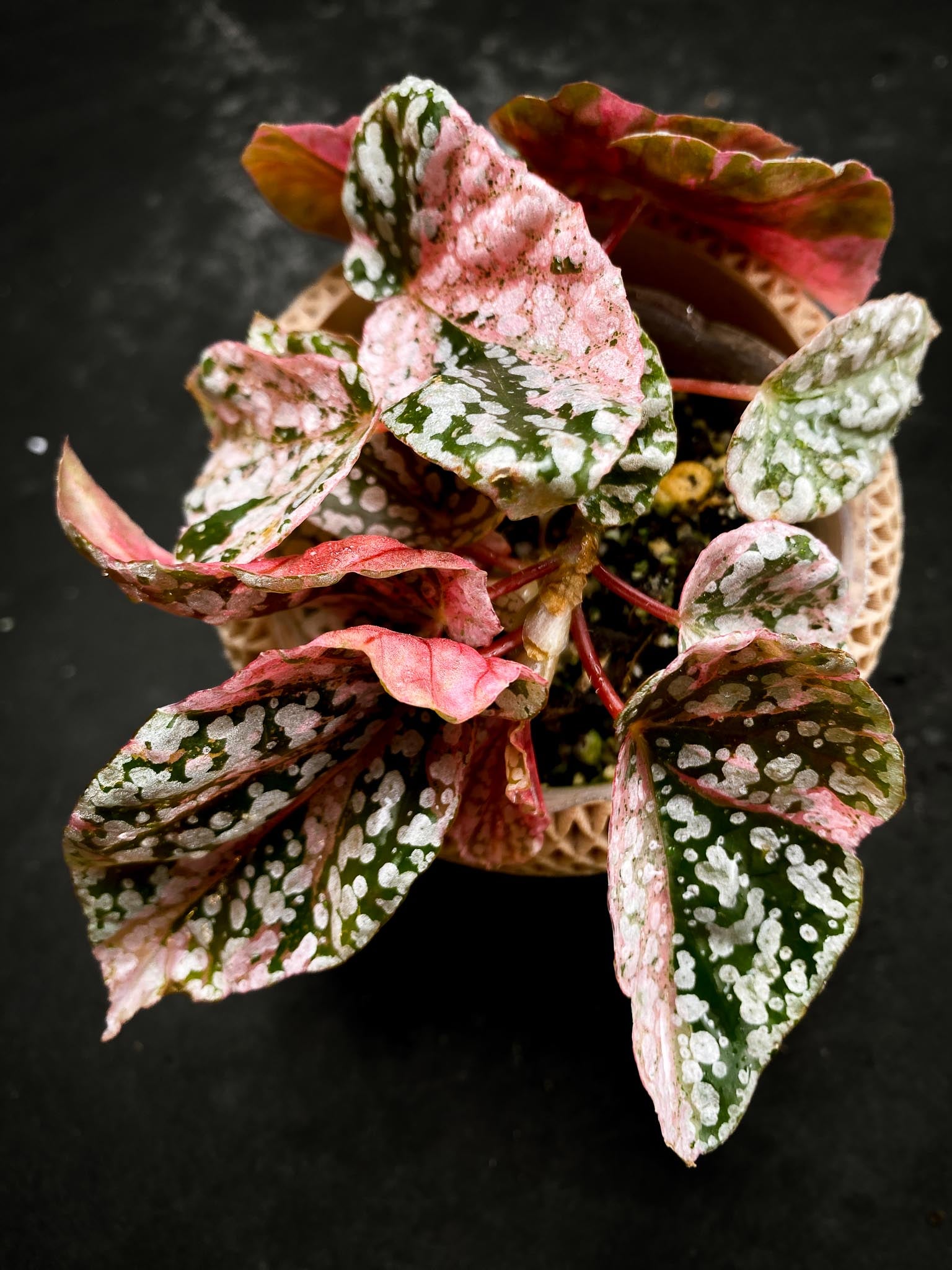 Begonia Snowcap Variegated Multiple Leaves Multiple shoots Rooted Mother Plant (Showcase)