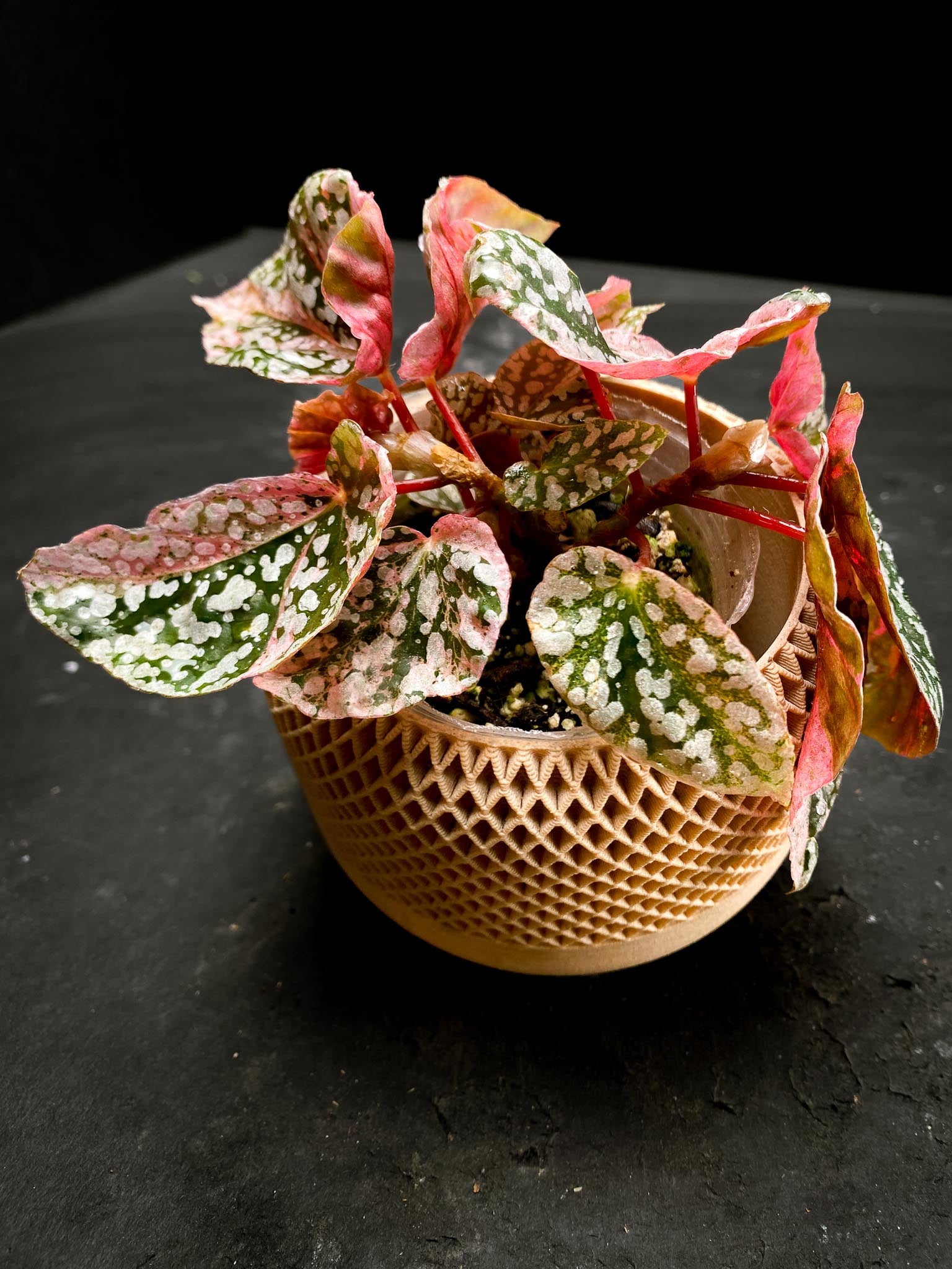 Begonia Snowcap Variegated Multiple Leaves Multiple shoots Rooted Mother Plant (Showcase)