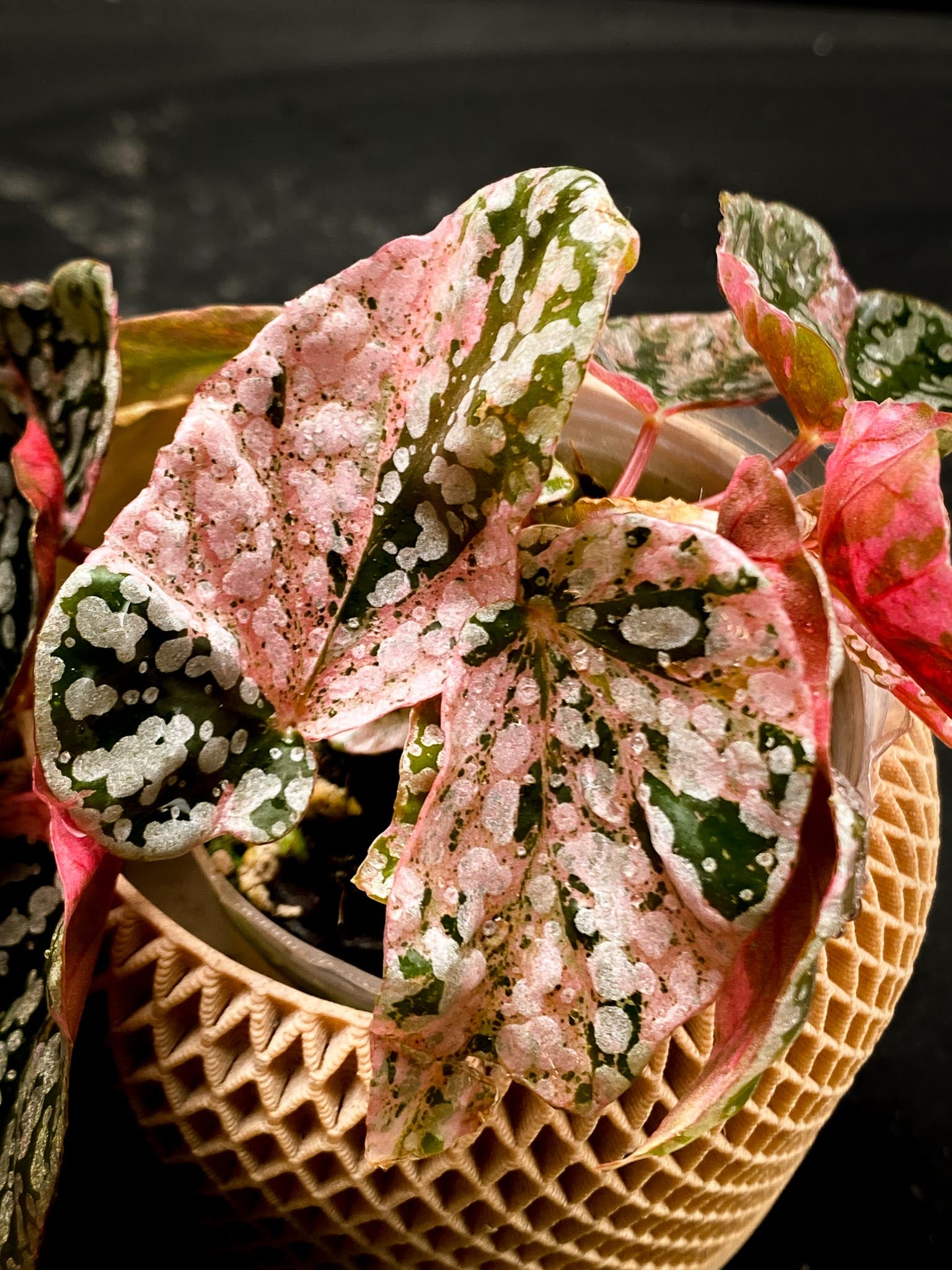 Begonia Snowcap Variegated Multiple Leaves Multiple shoots Rooted Mother Plant (Showcase)
