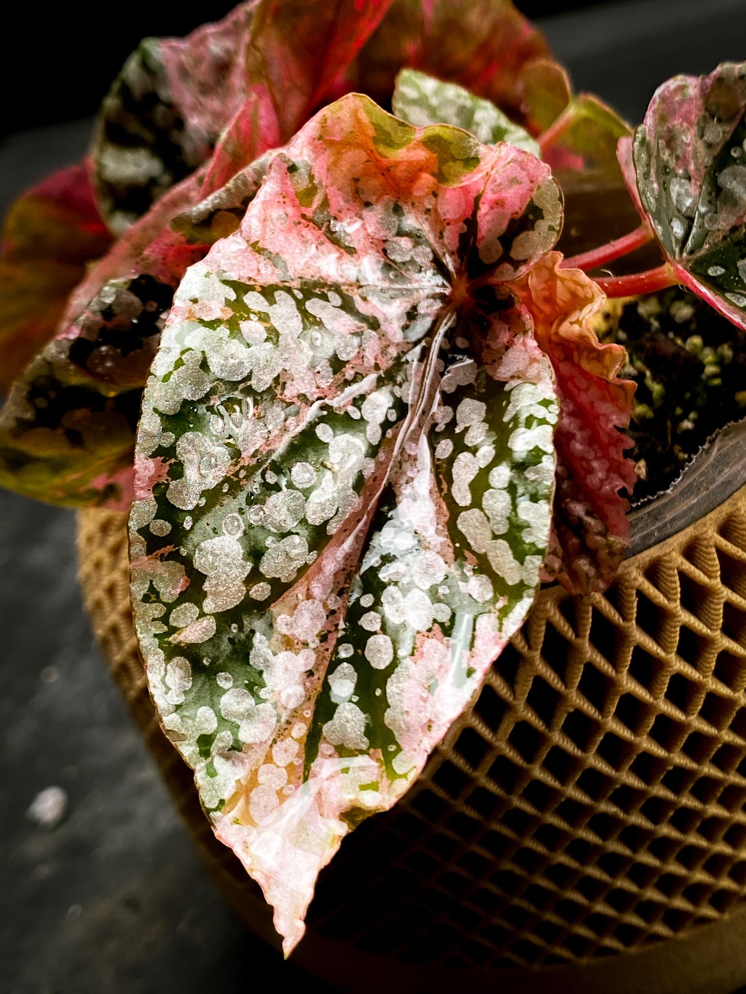 Begonia Snowcap Variegated Multiple Leaves Multiple shoots Rooted Mother Plant (Showcase)