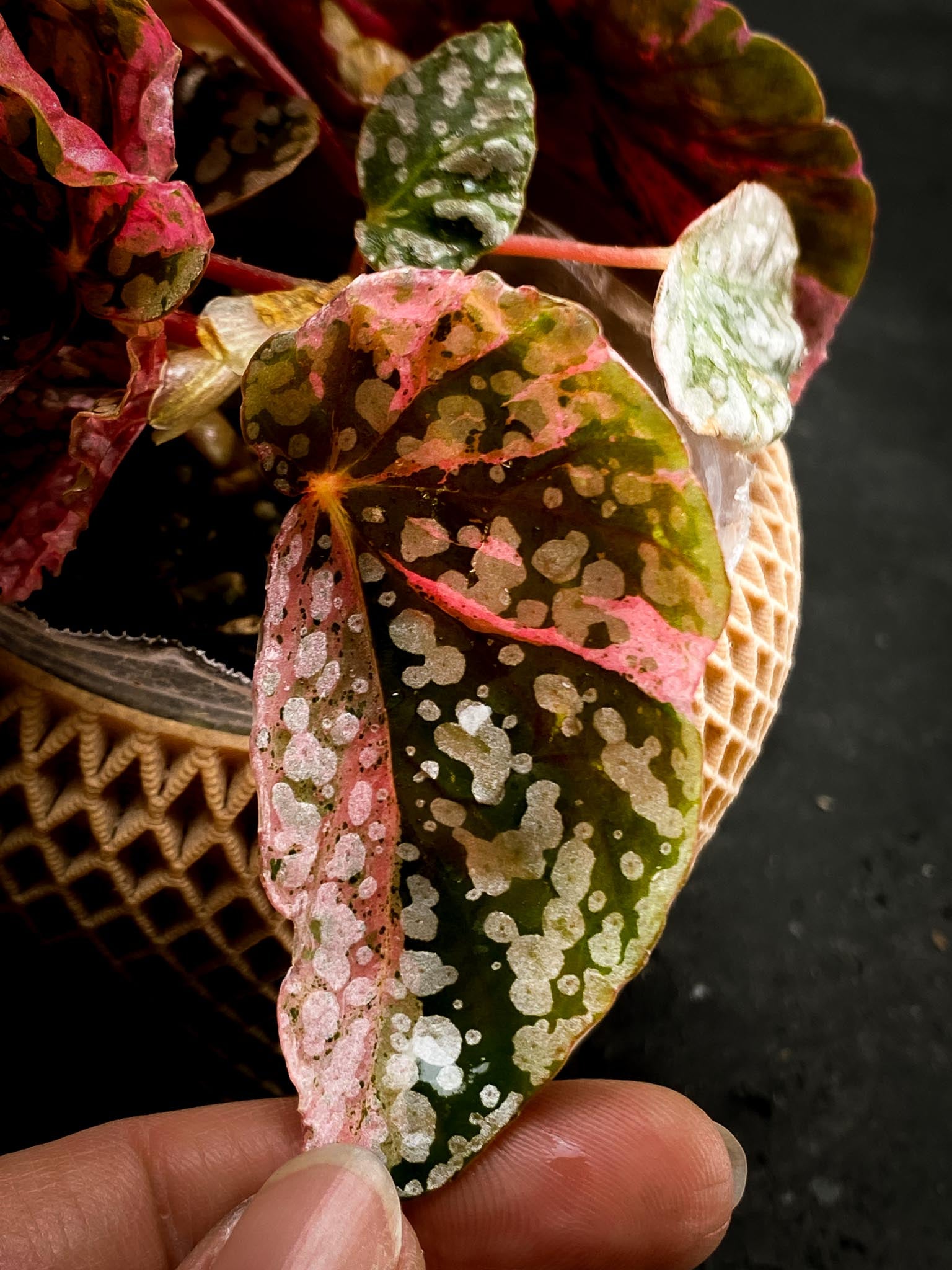Begonia Snowcap Variegated Multiple Leaves Multiple shoots Rooted Mother Plant (Showcase)