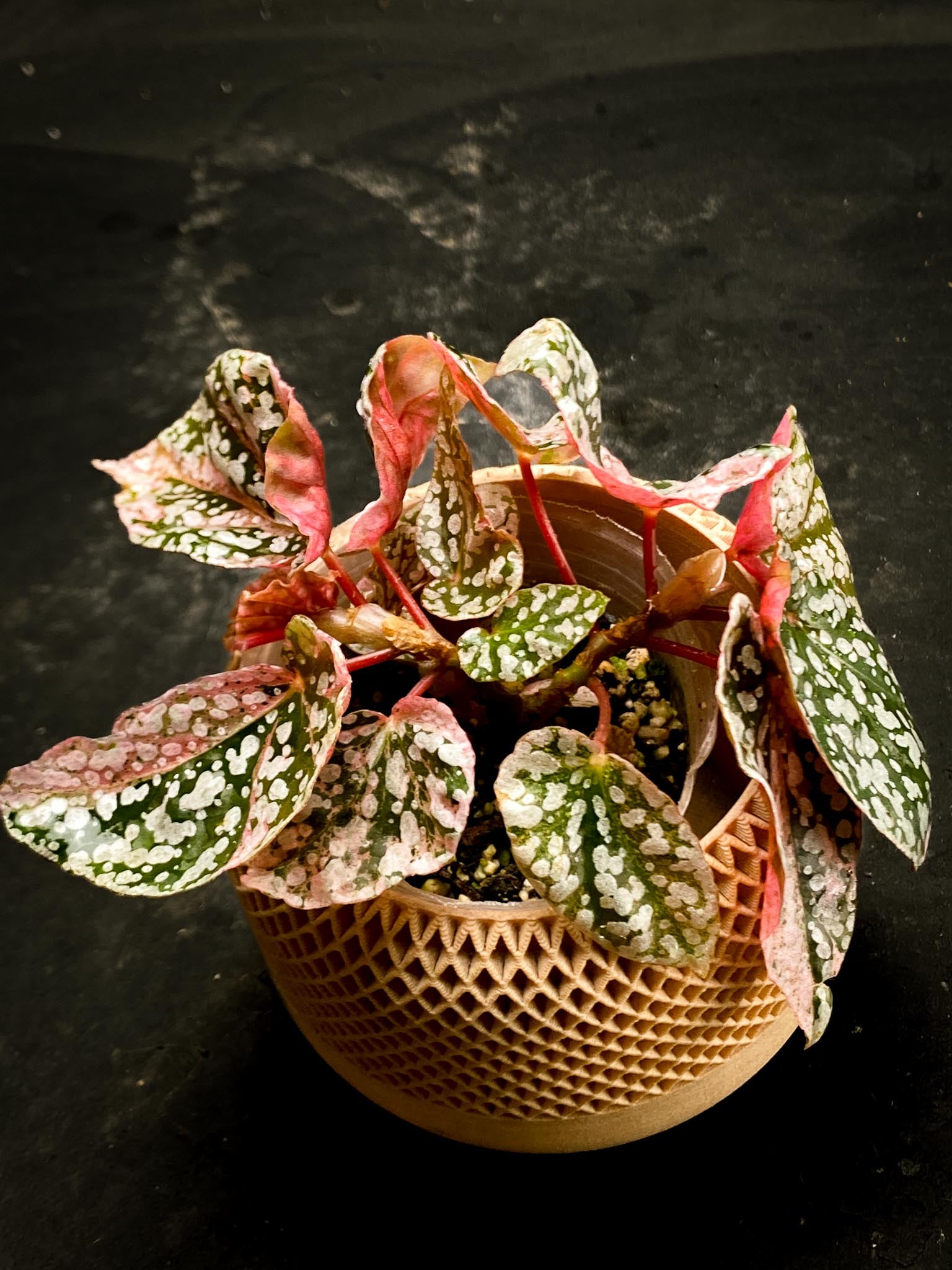 Begonia Snowcap Variegated Multiple Leaves Multiple shoots Rooted Mother Plant (Showcase)