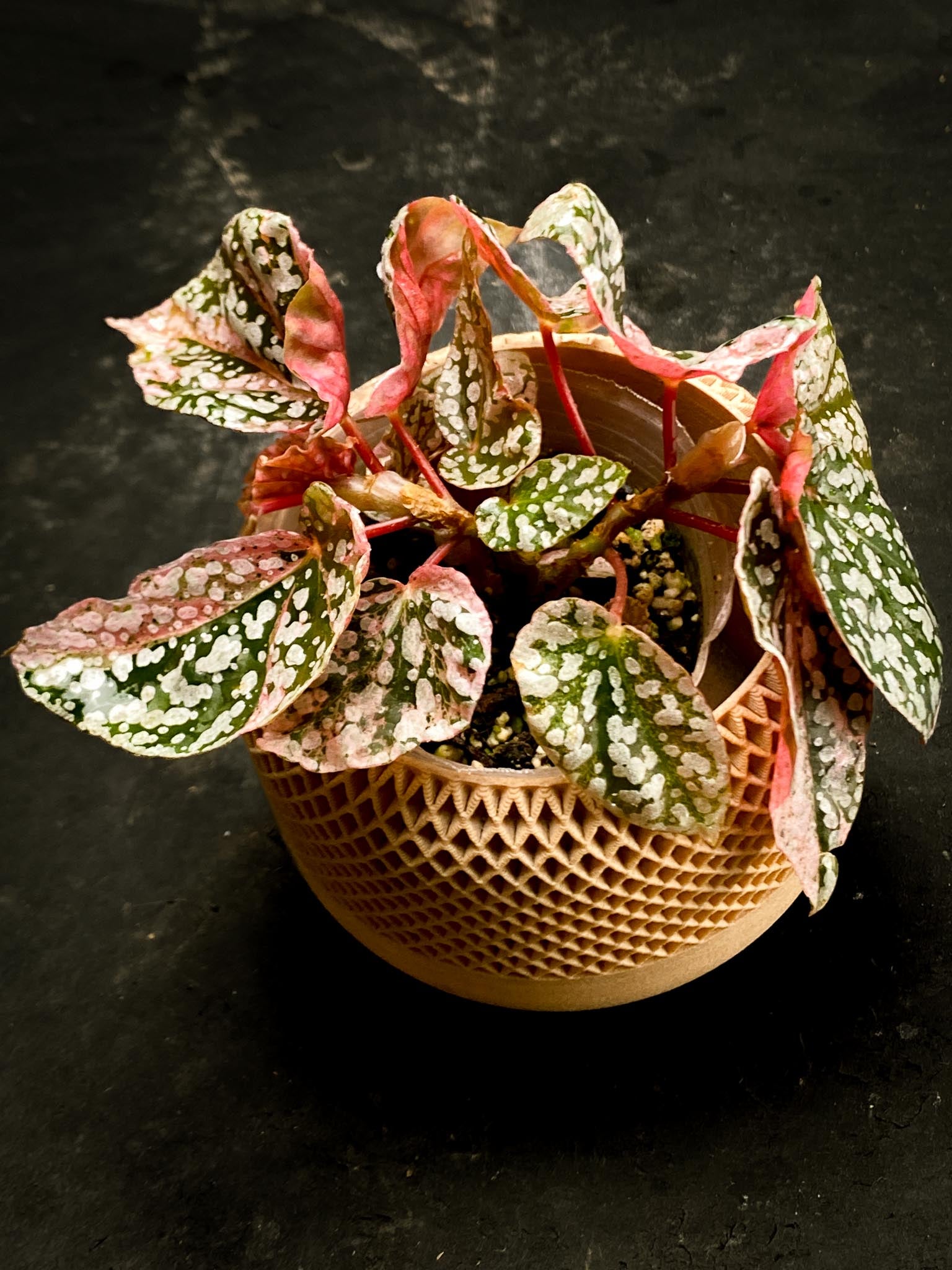 Begonia Snowcap Variegated Multiple Leaves Multiple shoots Rooted Mother Plant (Showcase)