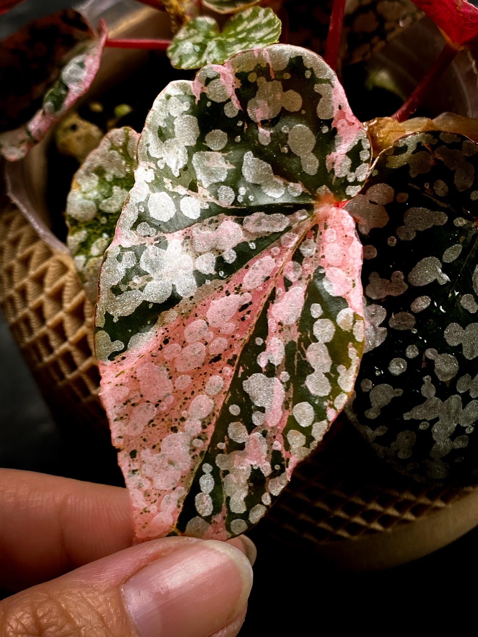 Begonia Snowcap Variegated Multiple Leaves Multiple shoots Rooted Mother Plant (Showcase)