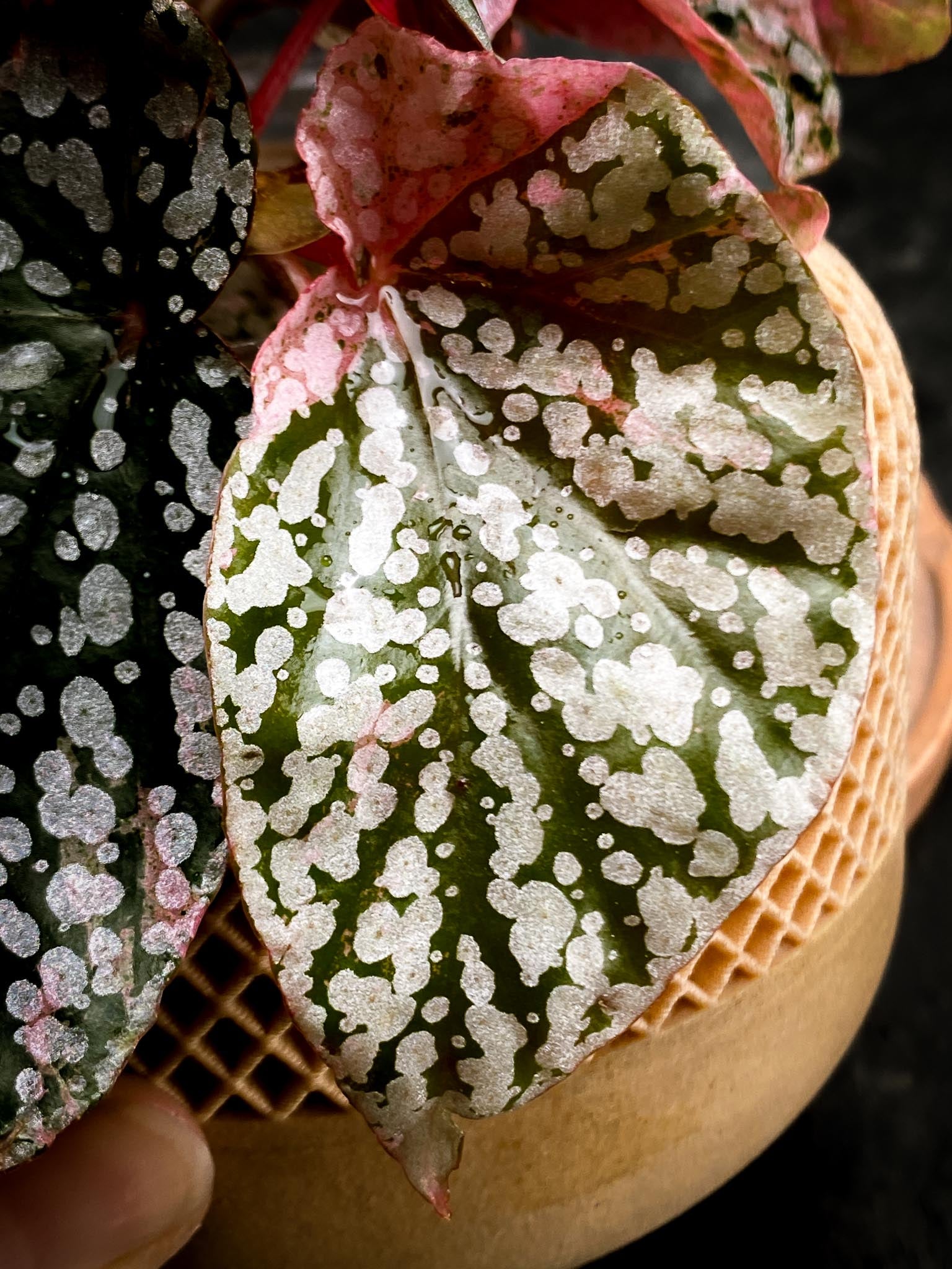 Begonia Snowcap Variegated Multiple Leaves Multiple shoots Rooted Mother Plant (Showcase)