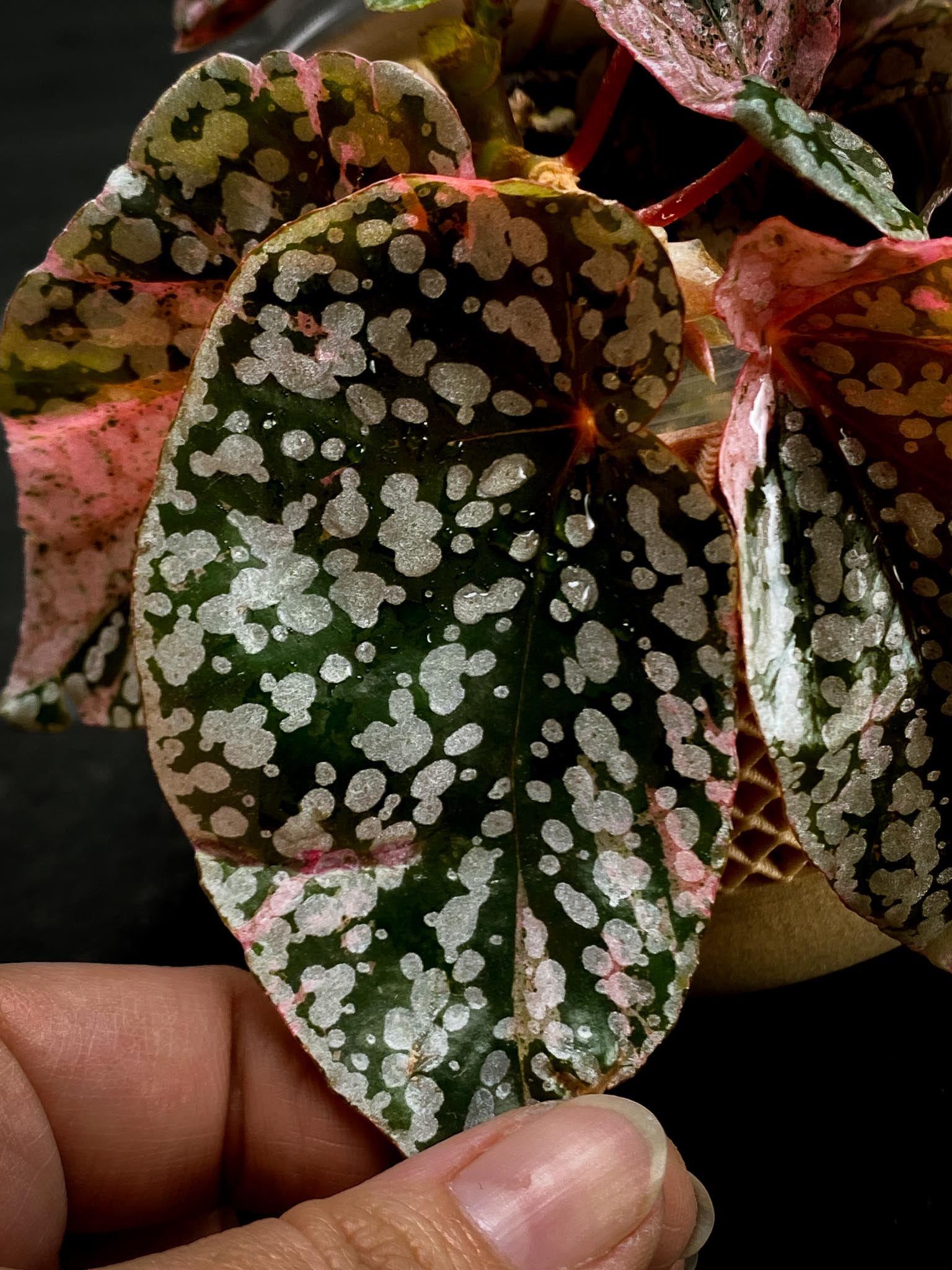 Begonia Snowcap Variegated Multiple Leaves Multiple shoots Rooted Mother Plant (Showcase)