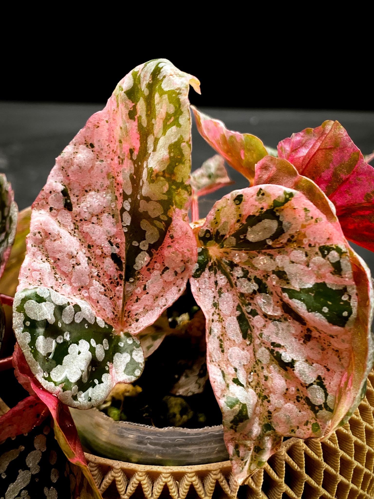 Begonia Snowcap Variegated Multiple Leaves Multiple shoots Rooted Mother Plant (Showcase)