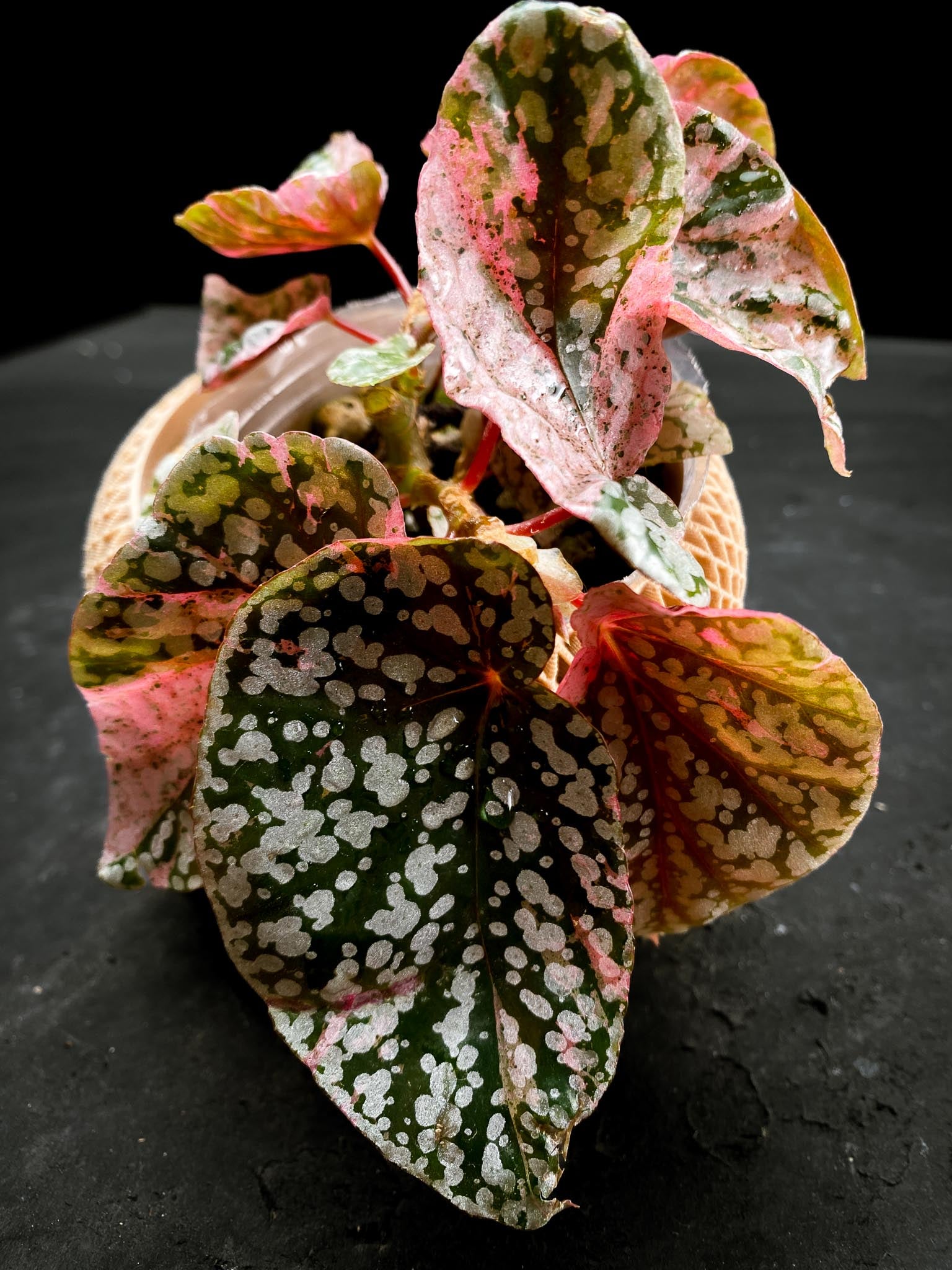 Begonia Snowcap Variegated Multiple Leaves Multiple shoots Rooted Mother Plant (Showcase)