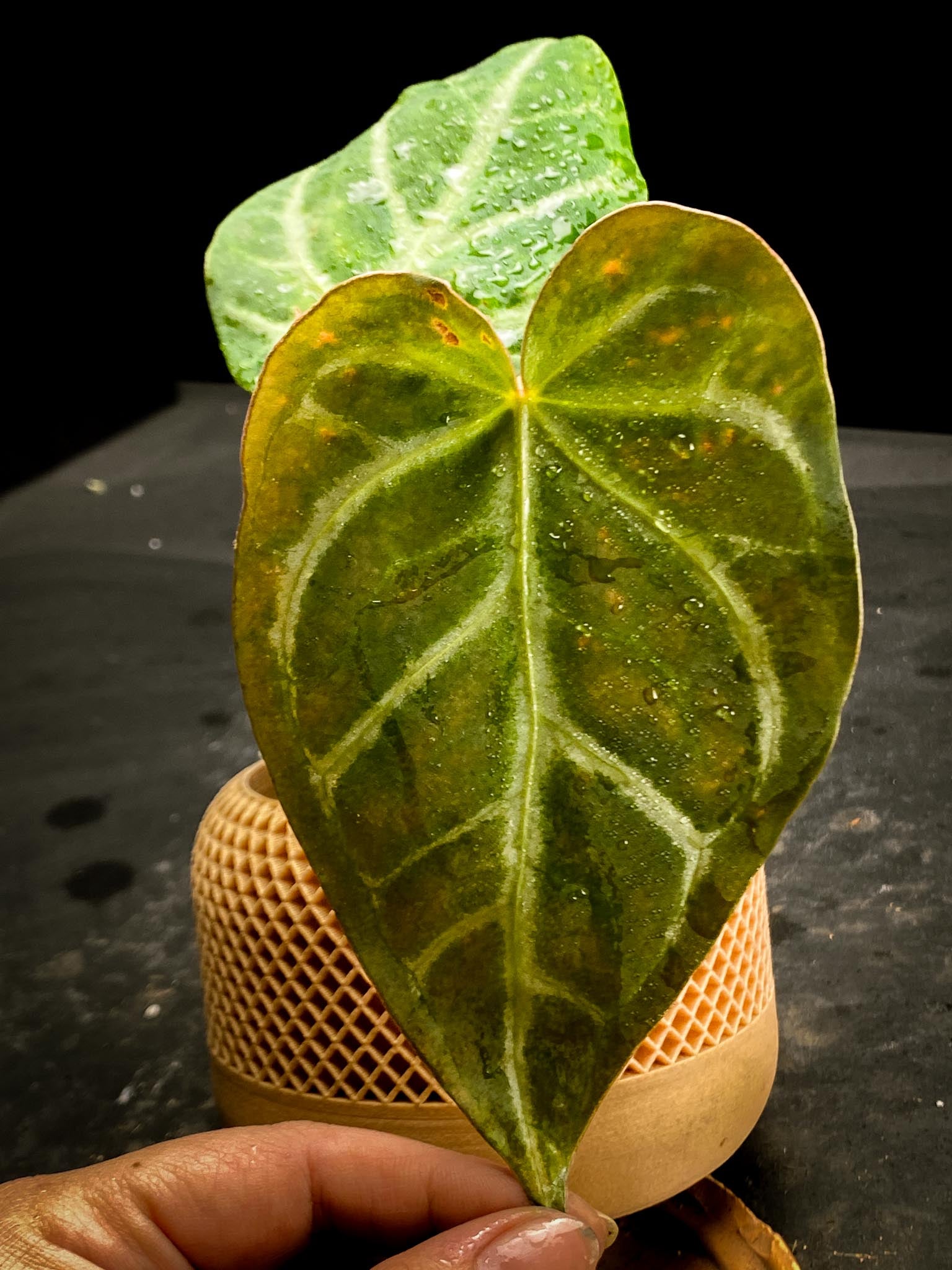 Anthurium Crystallinum Super Silver 2 Leaves 2 Nodes Rooted