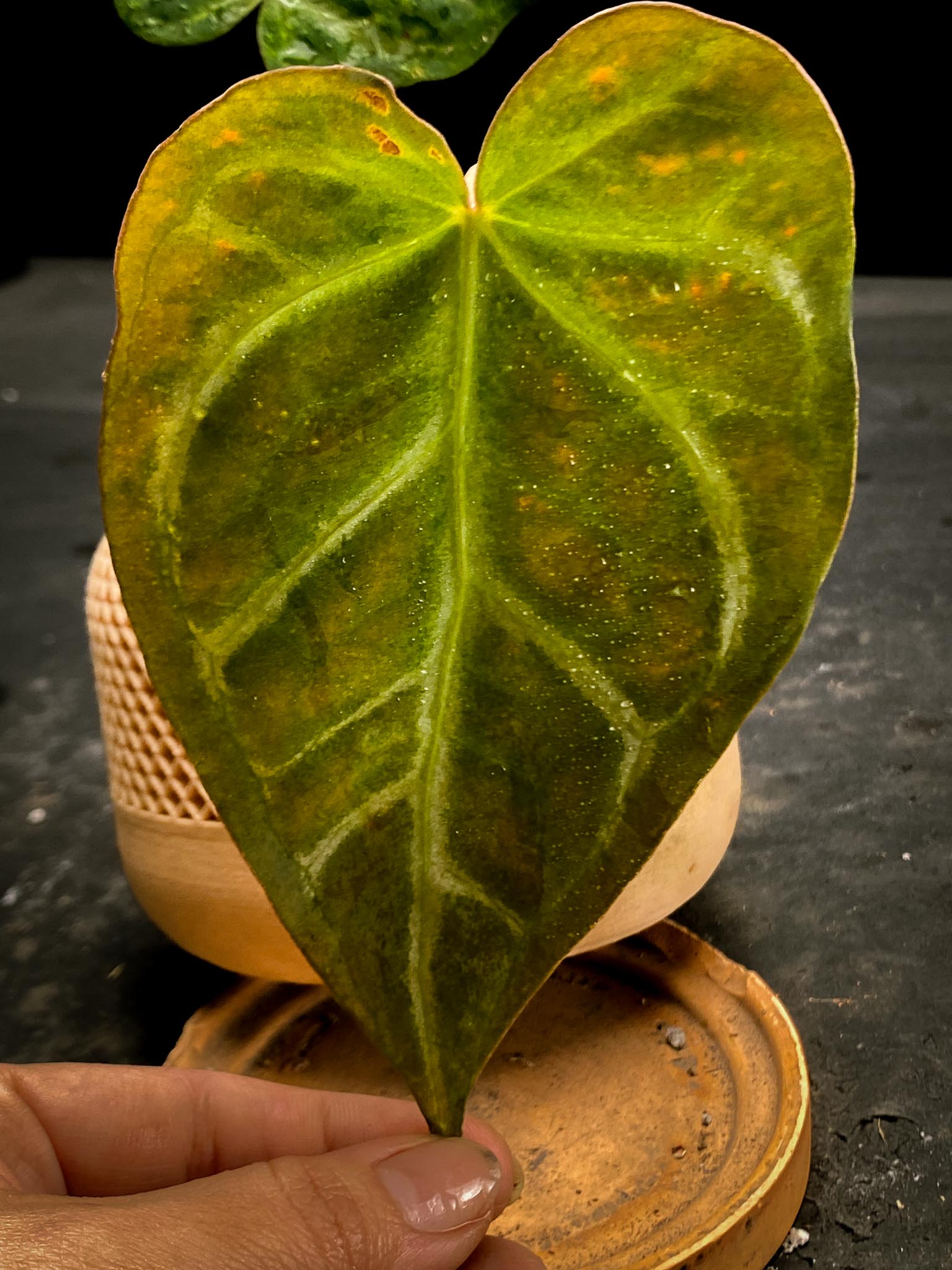 Anthurium Crystallinum Super Silver 2 Leaves 2 Nodes Rooted