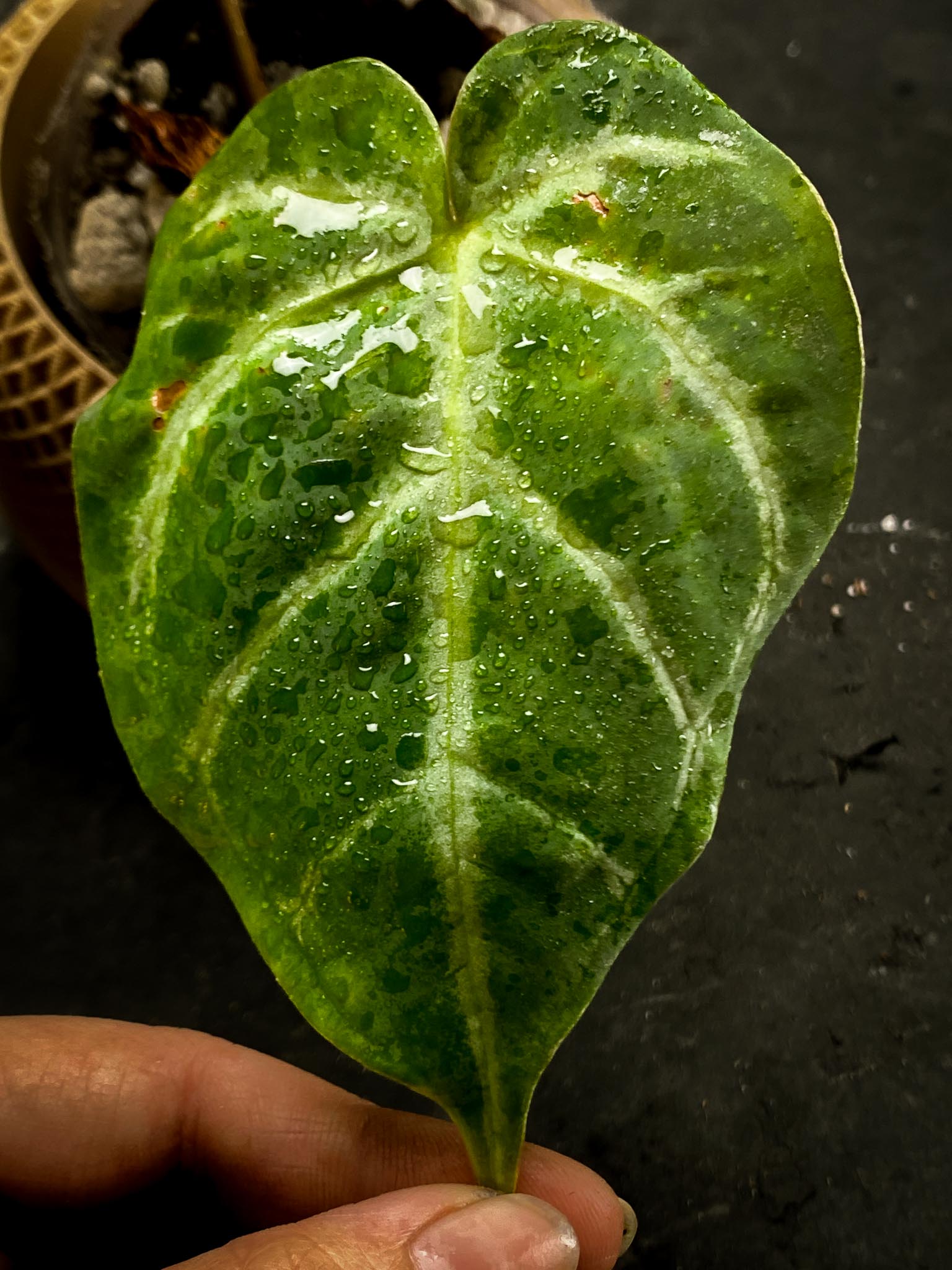 Anthurium Crystallinum Super Silver 2 Leaves 2 Nodes Rooted