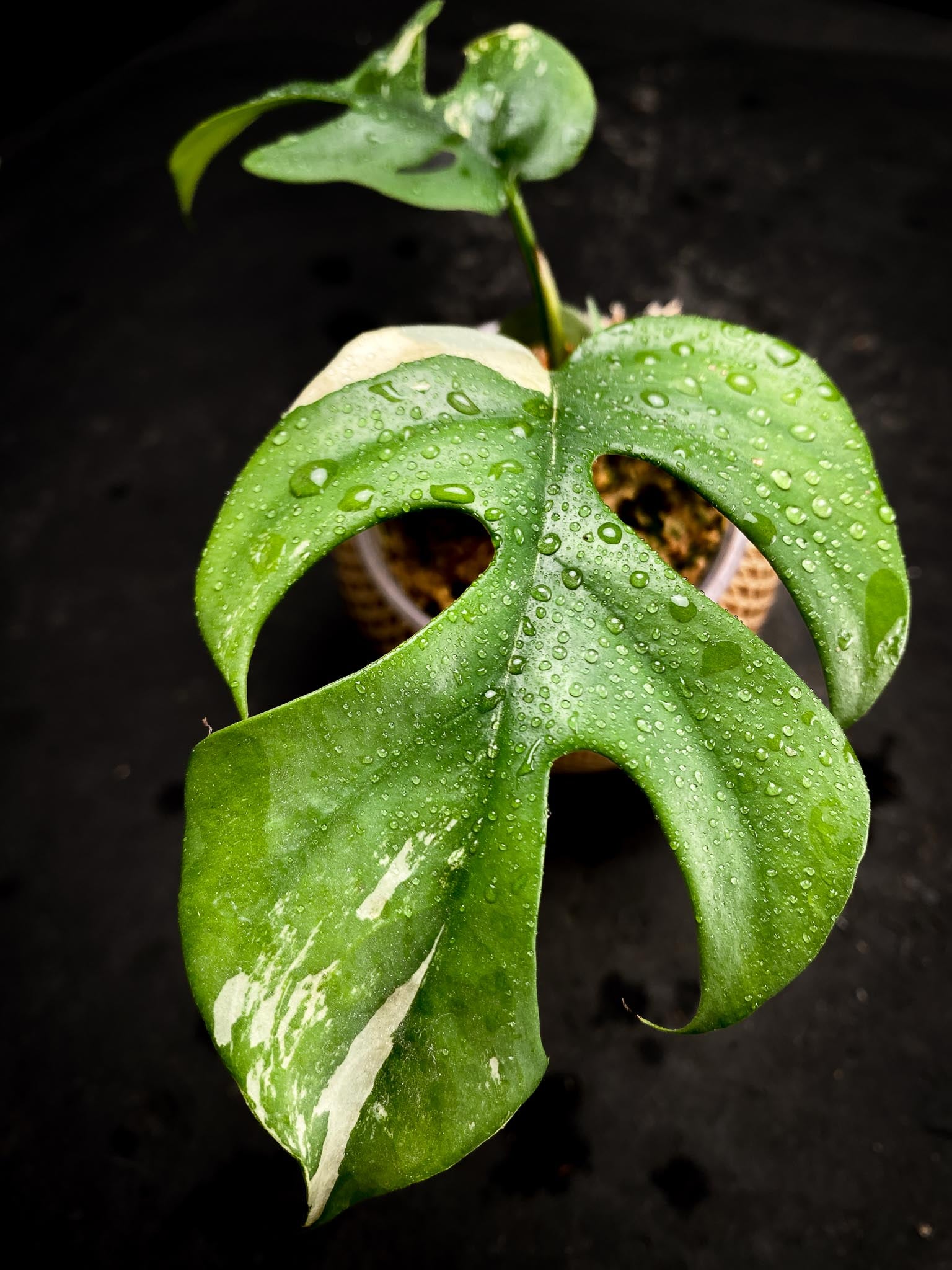 Rhaphidophora tetrasperma variegated 2 Leaves 2 Nodes Rooted