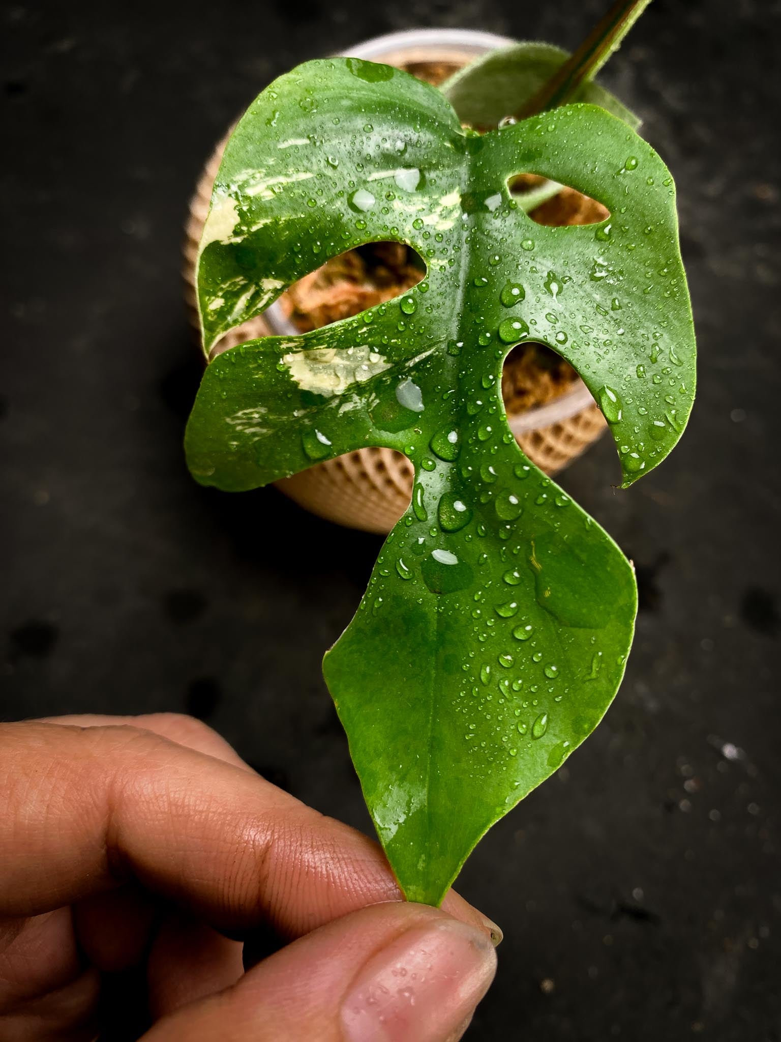 Rhaphidophora tetrasperma variegated 2 Leaves 2 Nodes Rooted