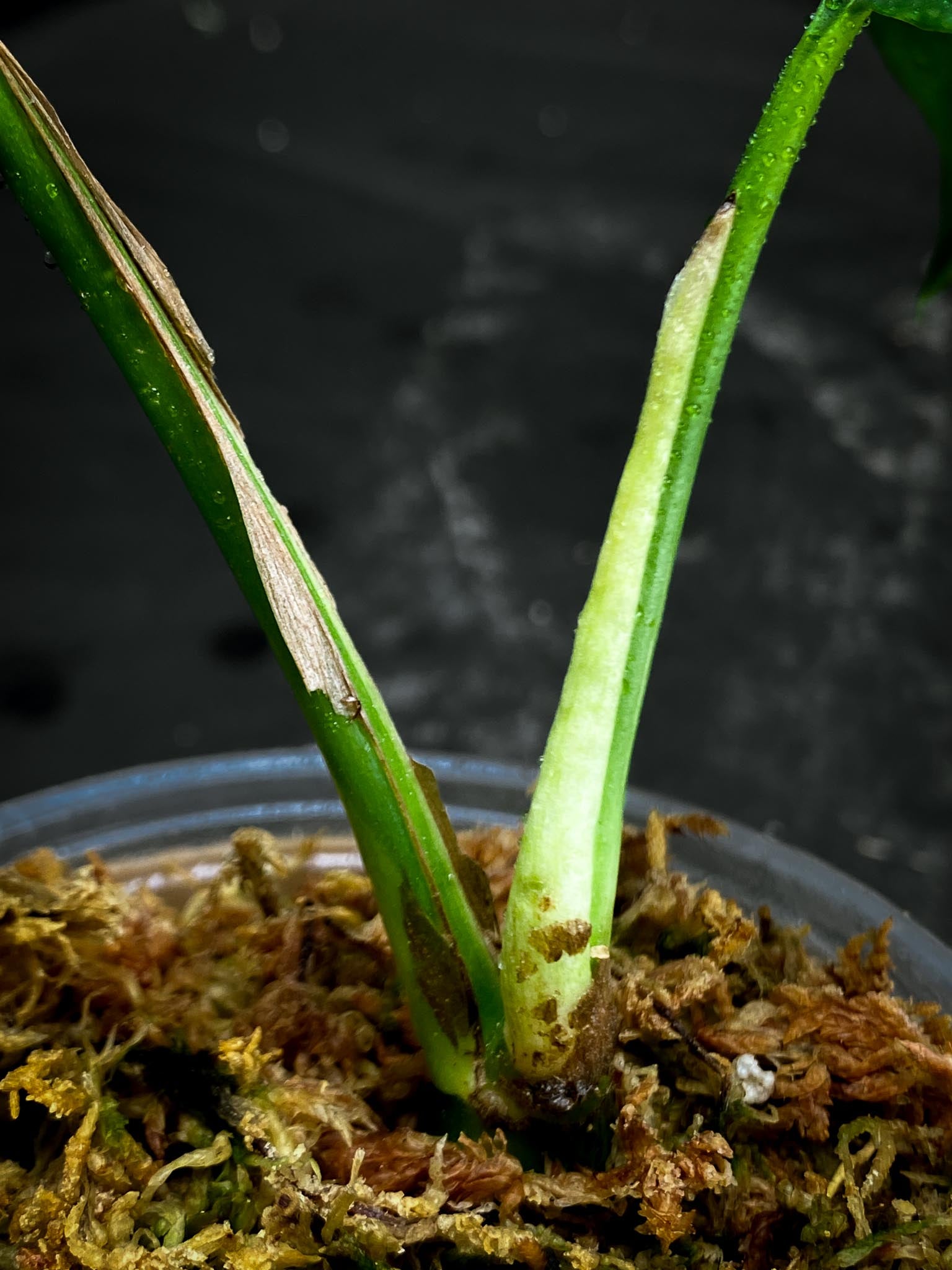 Rhaphidophora tetrasperma variegated 2 Leaves 2 Nodes Rooted