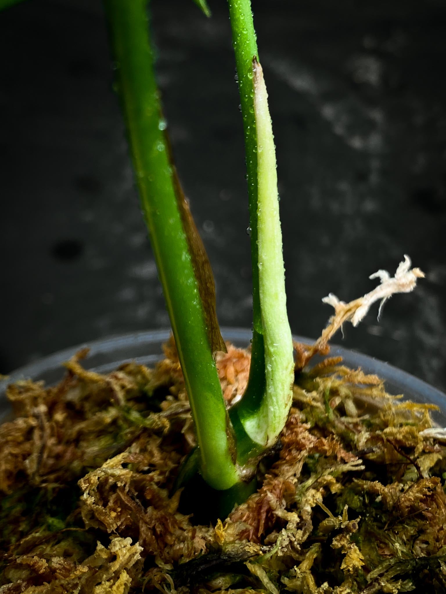 Rhaphidophora tetrasperma variegated 2 Leaves 2 Nodes Rooted
