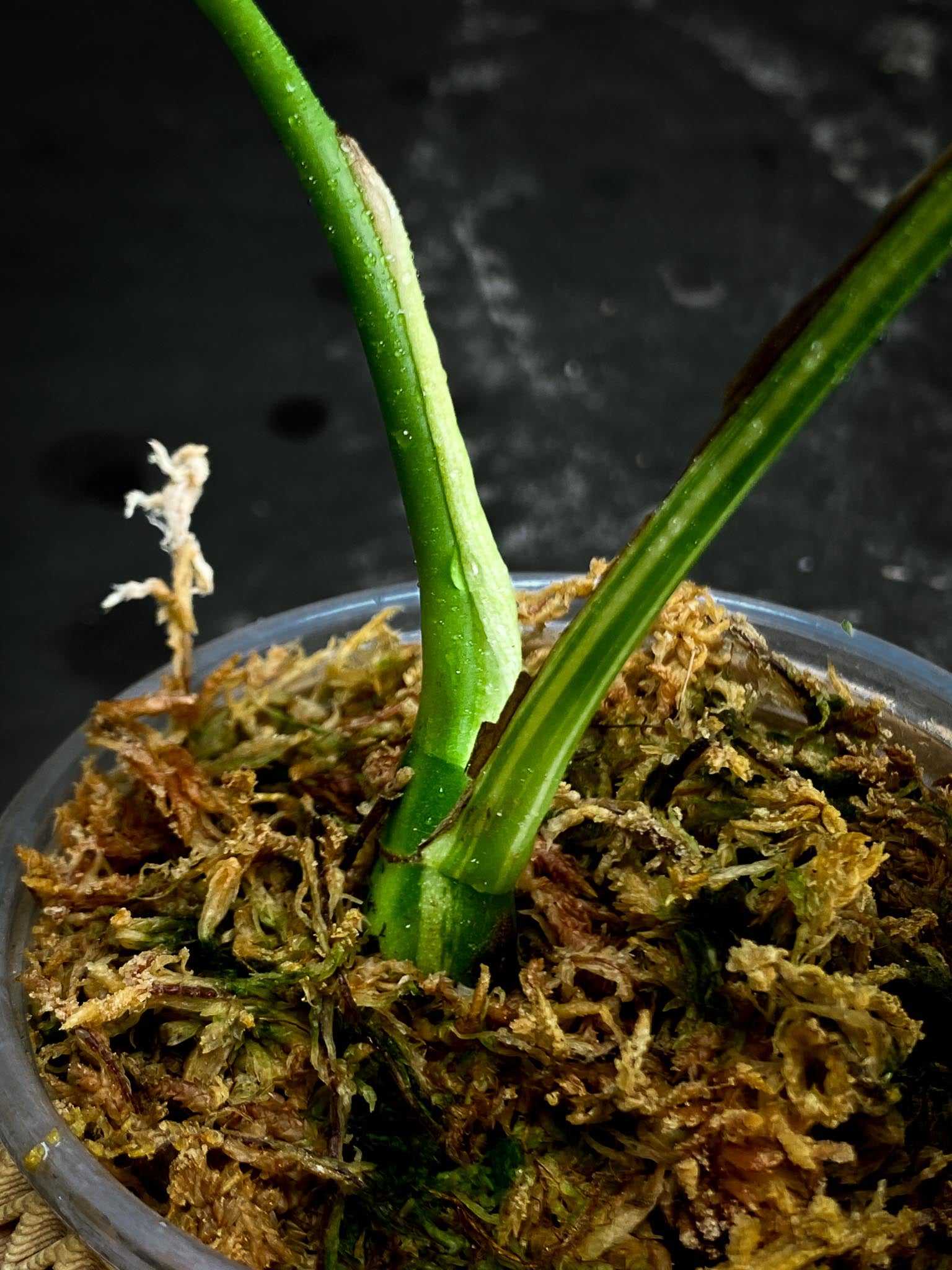 Rhaphidophora tetrasperma variegated 2 Leaves 2 Nodes Rooted