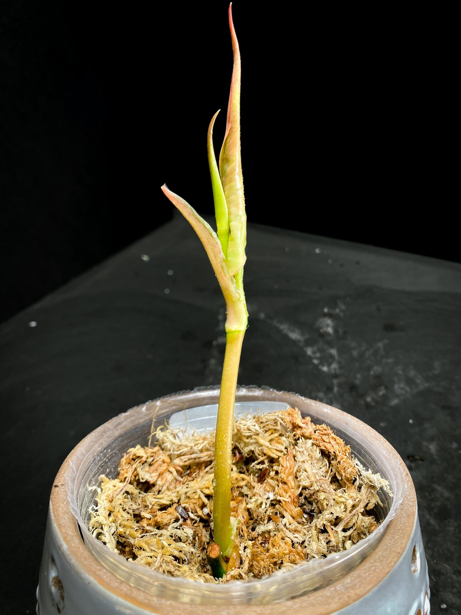 *Philodendron Micans Variegated 3 Nodes 2 Sprout Rooted