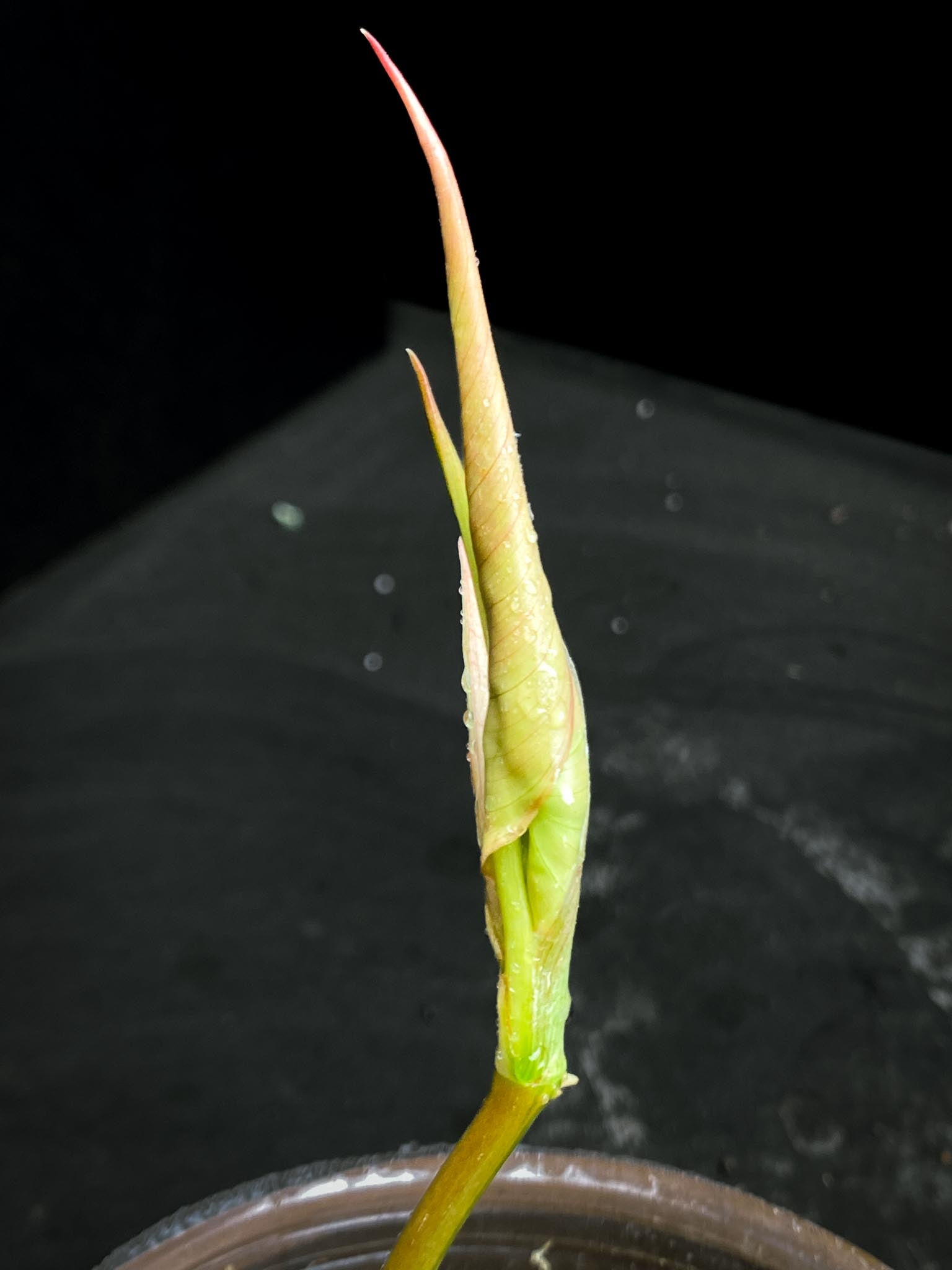 *Philodendron Micans Variegated 3 Nodes 2 Sprout Rooted