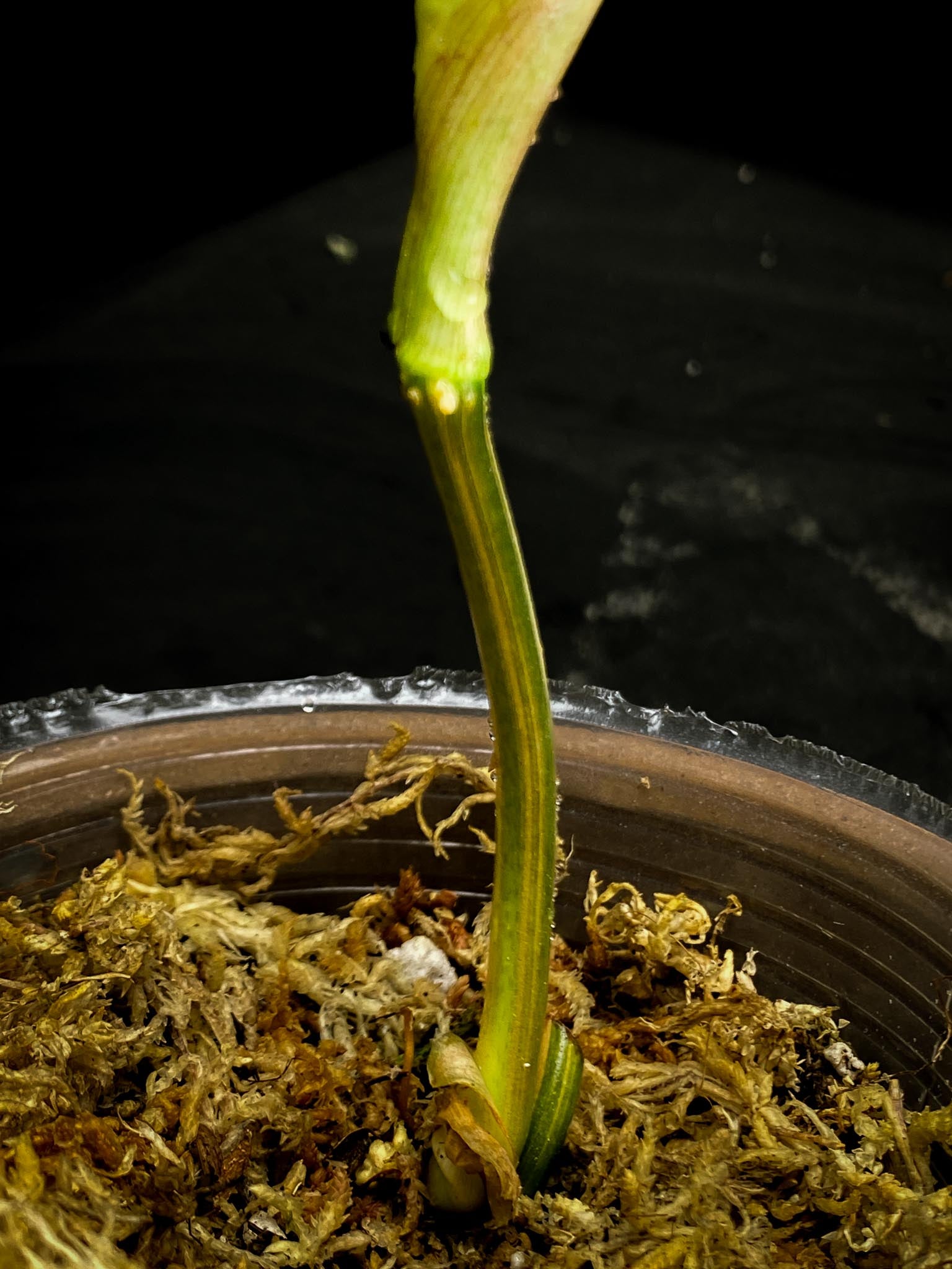 *Philodendron Micans Variegated 3 Nodes 2 Sprout Rooted