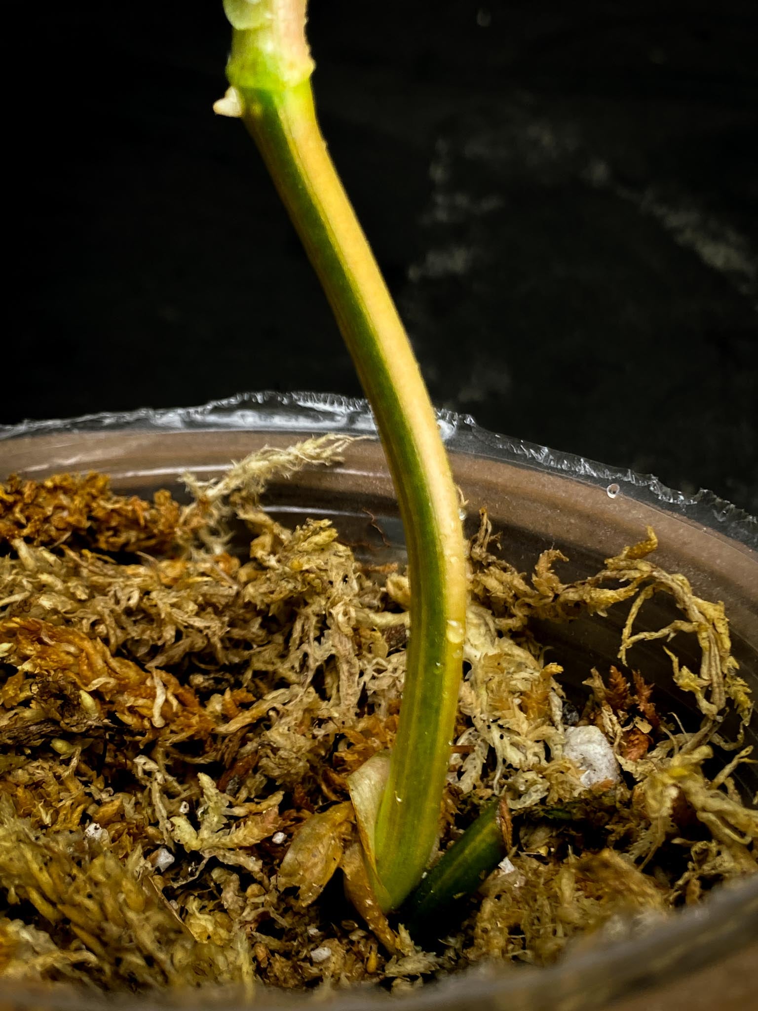 *Philodendron Micans Variegated 3 Nodes 2 Sprout Rooted